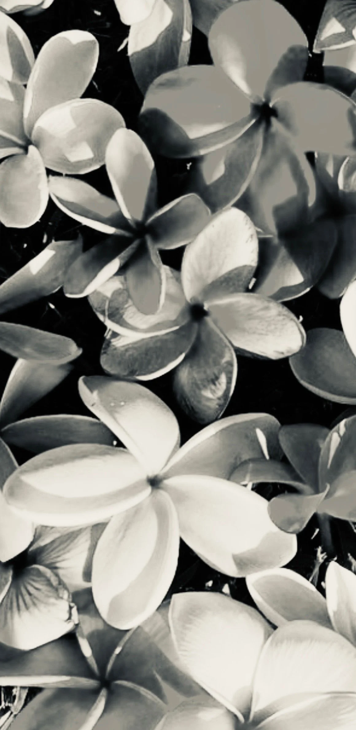 Fragile Light ⭐️