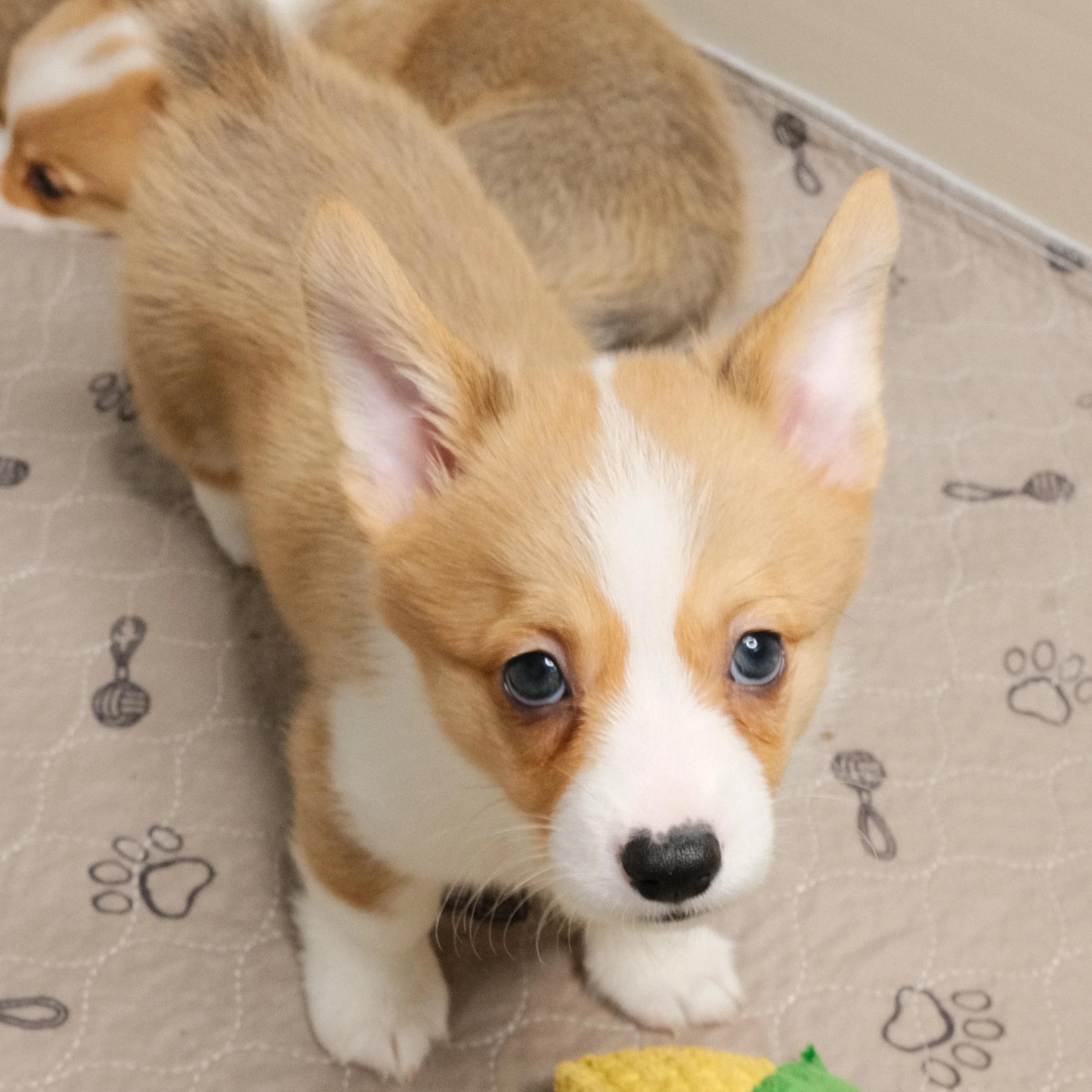 A cute puppy with blue eyes, brown fur, and white markings on its face and paws, standing on a beige mat with paw print and toy patterns.