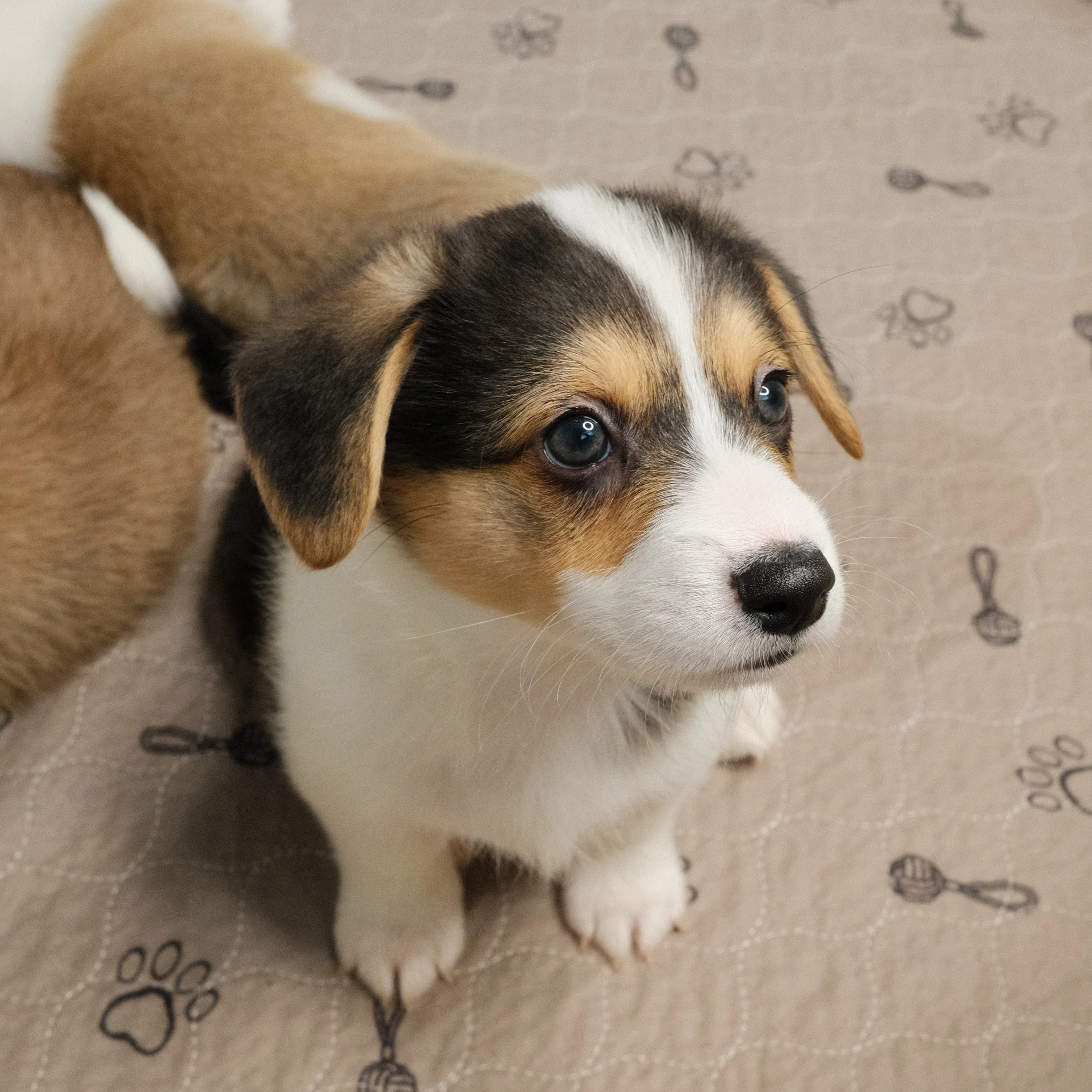 Cute brown and white puppy with blue eyes sitting on a beige blanket with paw print and toy illustrations.