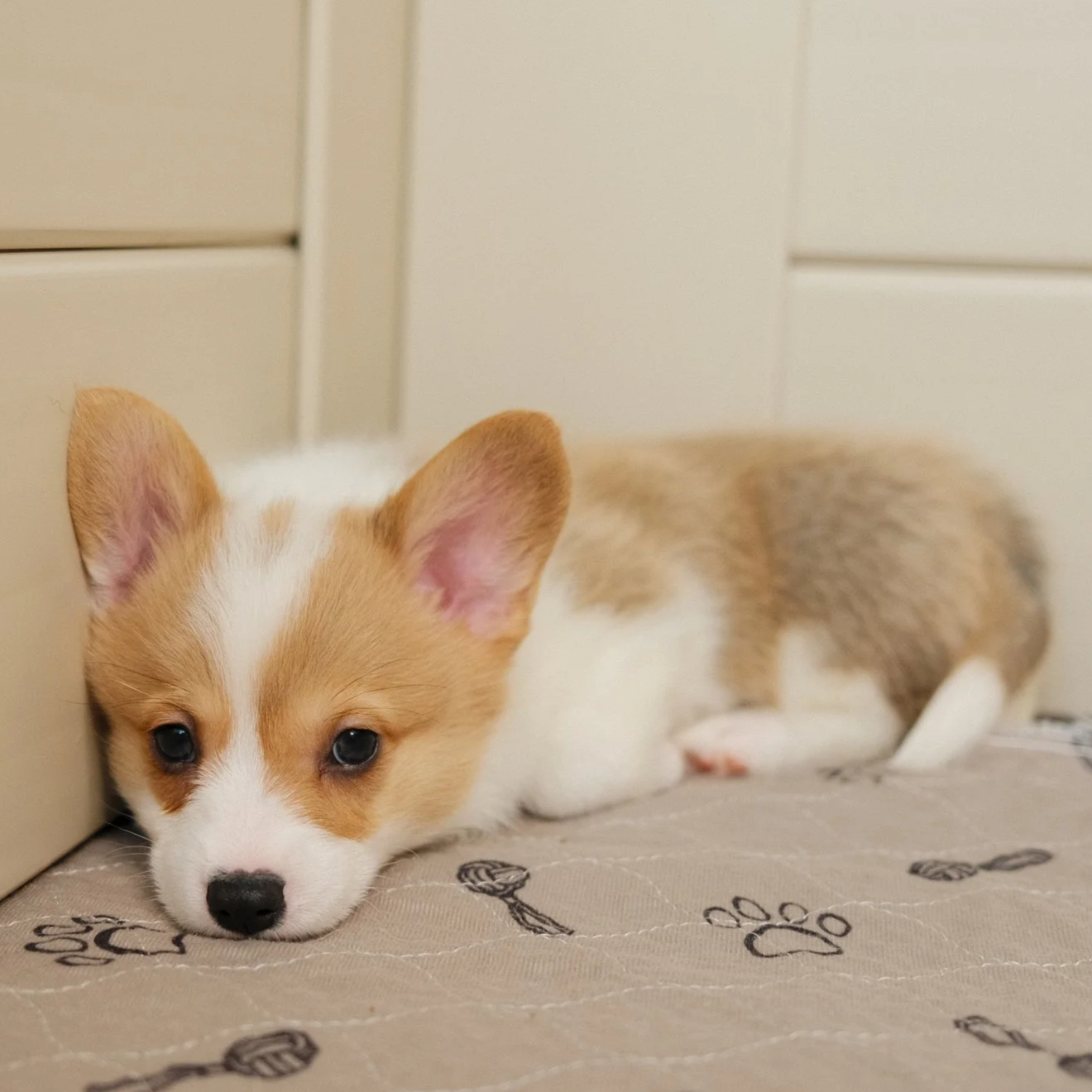 A small puppy lying on a patterned blanket with paw prints. The puppy has tan and white fur, large ears, and is resting its head on the blanket, looking forward.