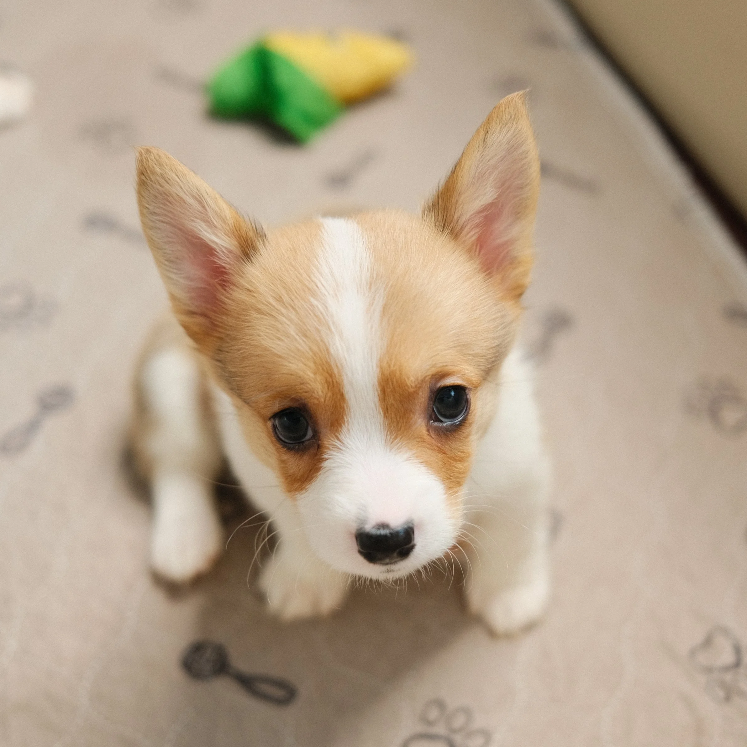 Cute puppy with tan and white fur and big eyes, sitting on a patterned floor.