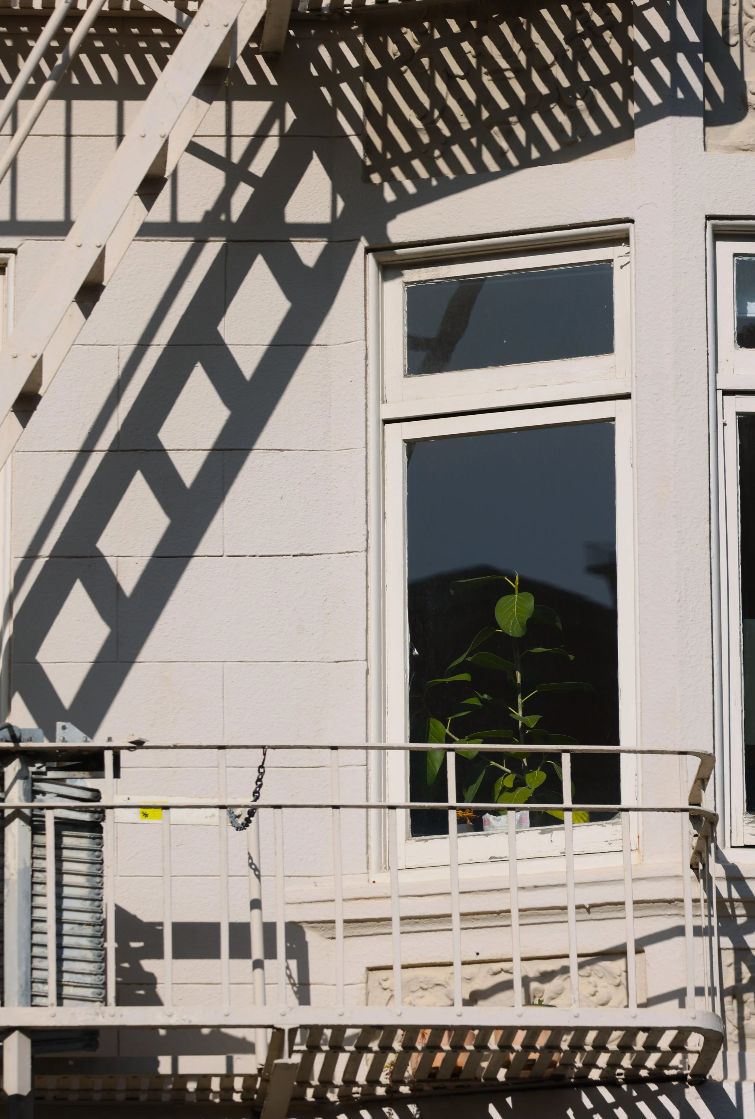 Plants in Other Peoples' Windows #13