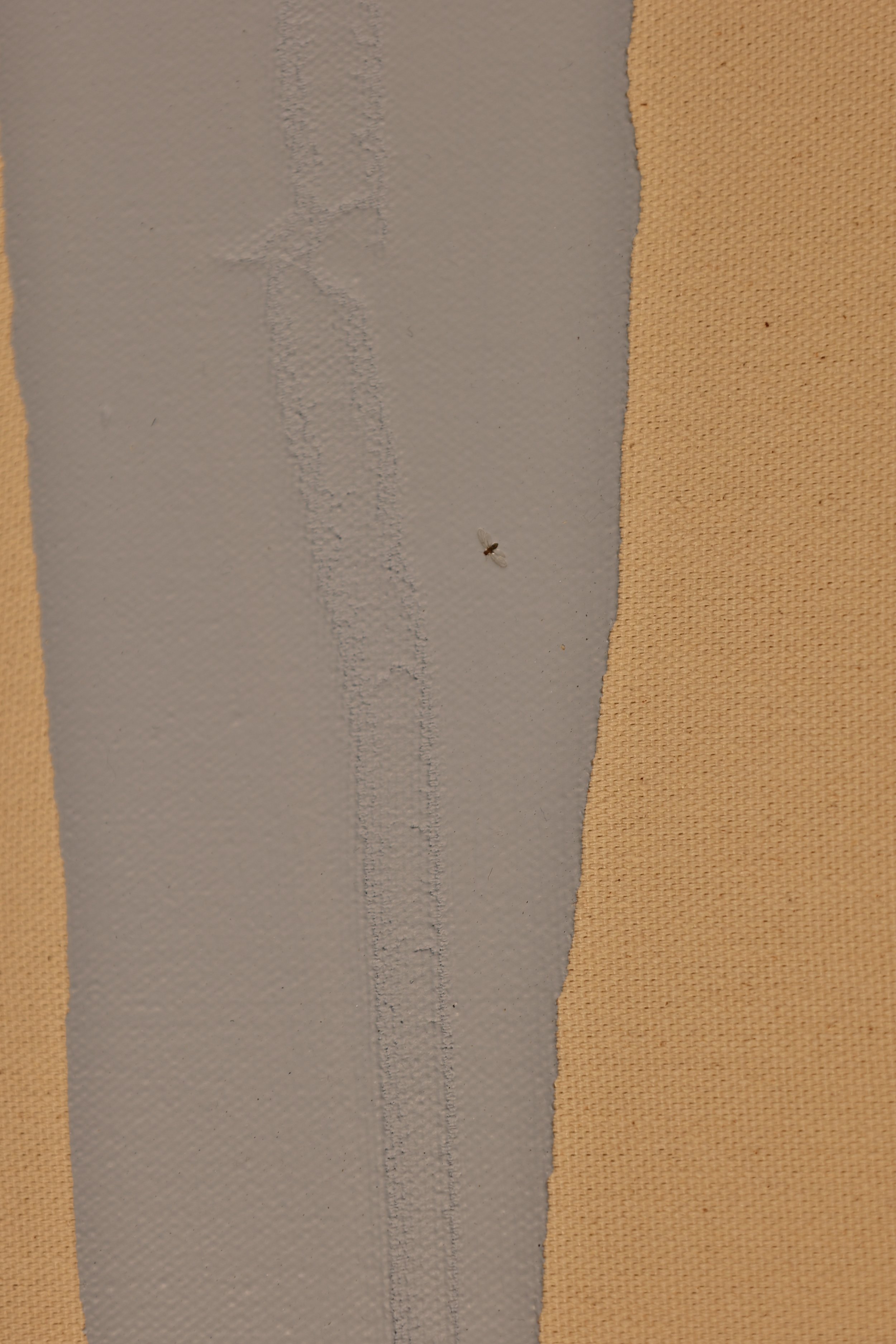 BODI1054.JPG