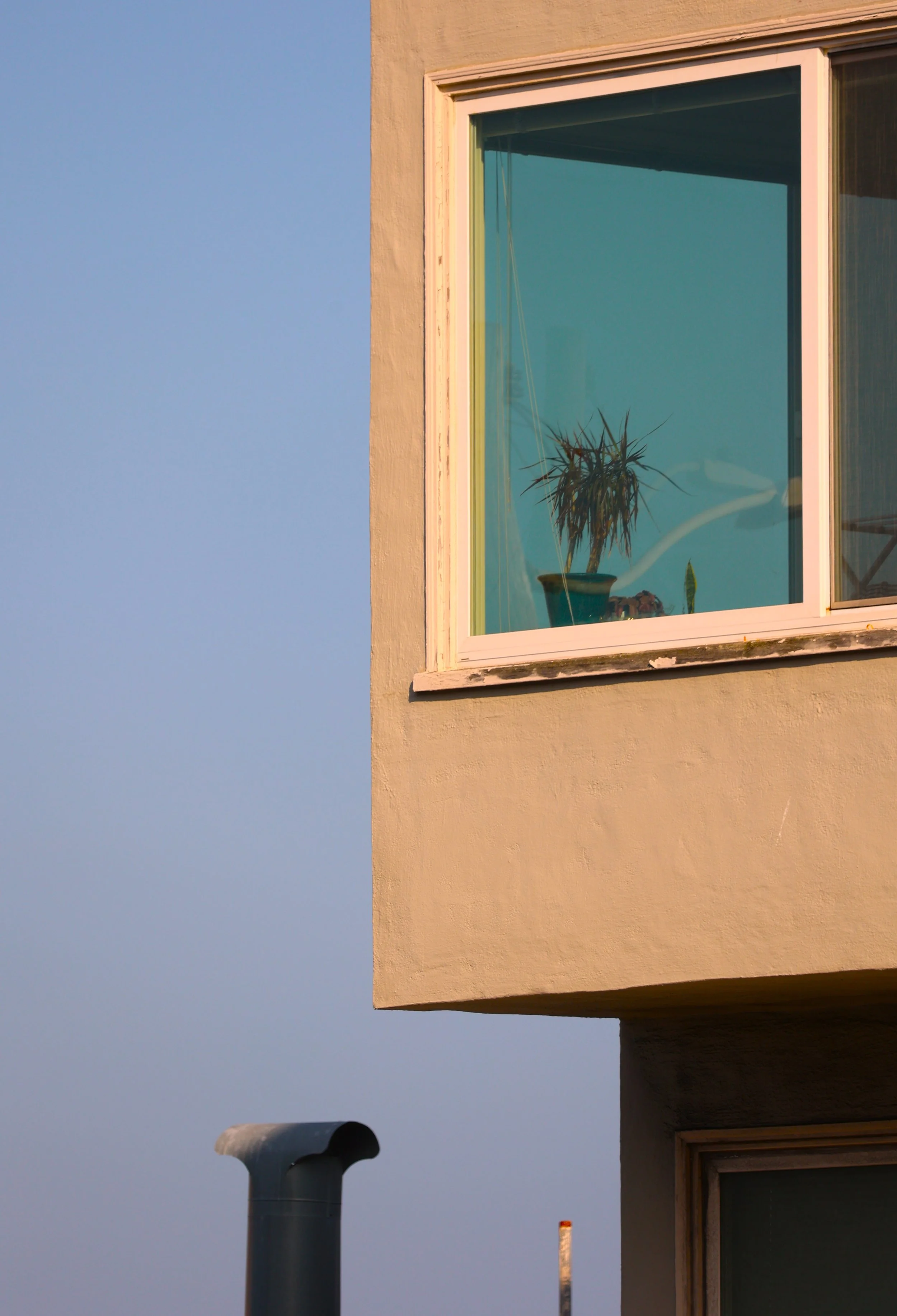 Plants in Other Peoples' Windows #18