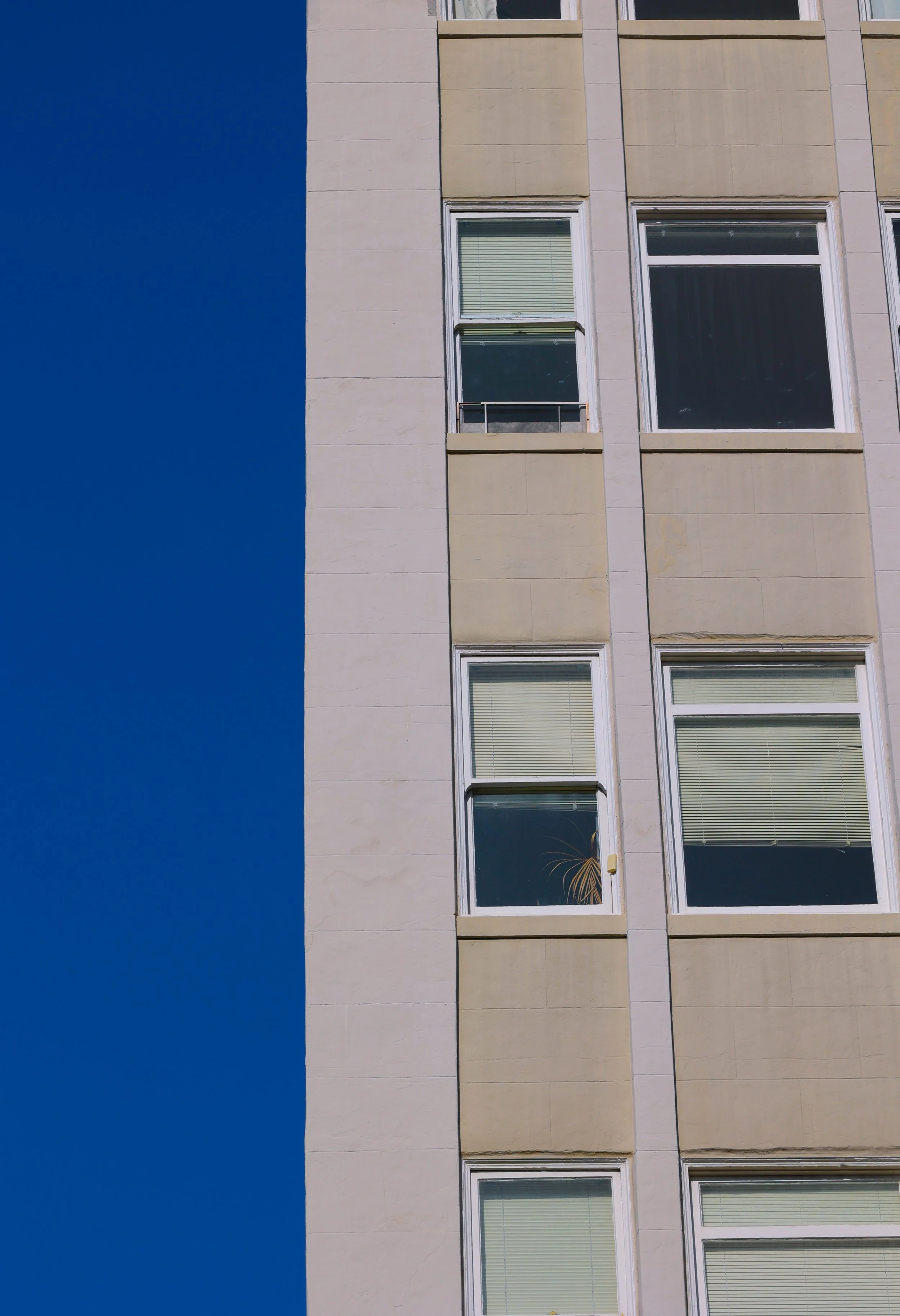 Plants in Other Peoples' Windows #10