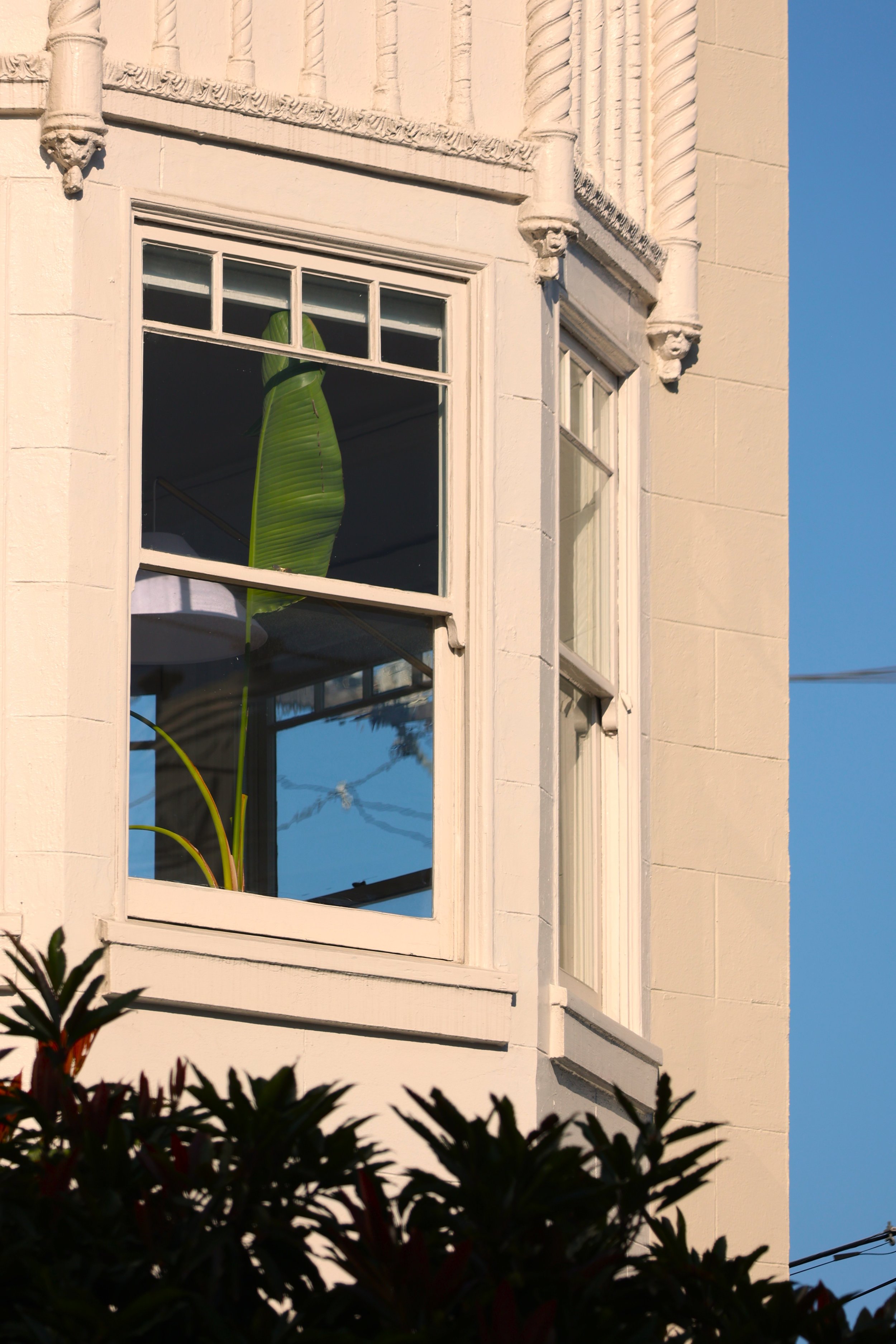 Plants in Other Peoples' Windows #19