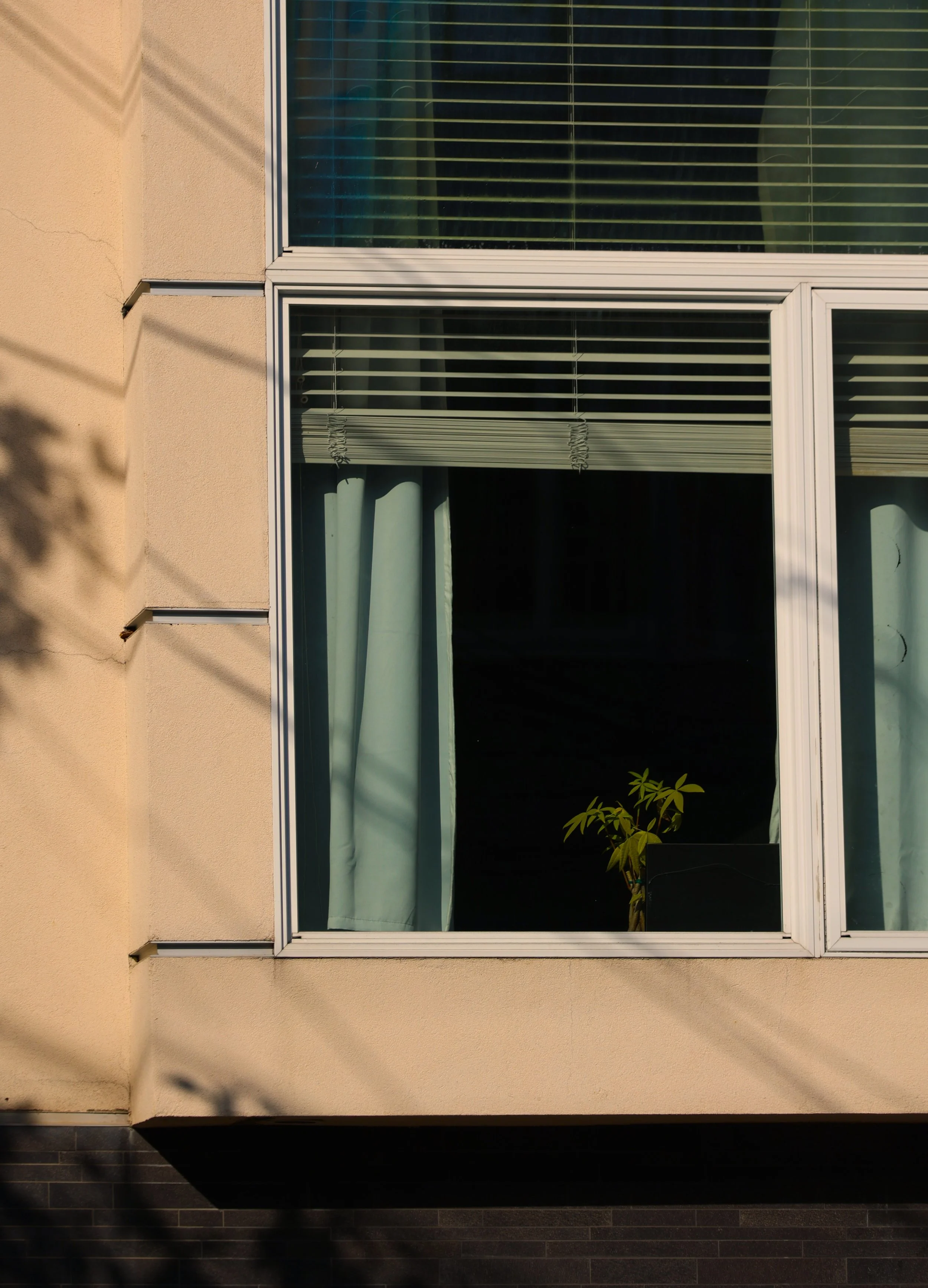Plants in Other Peoples' Windows #20