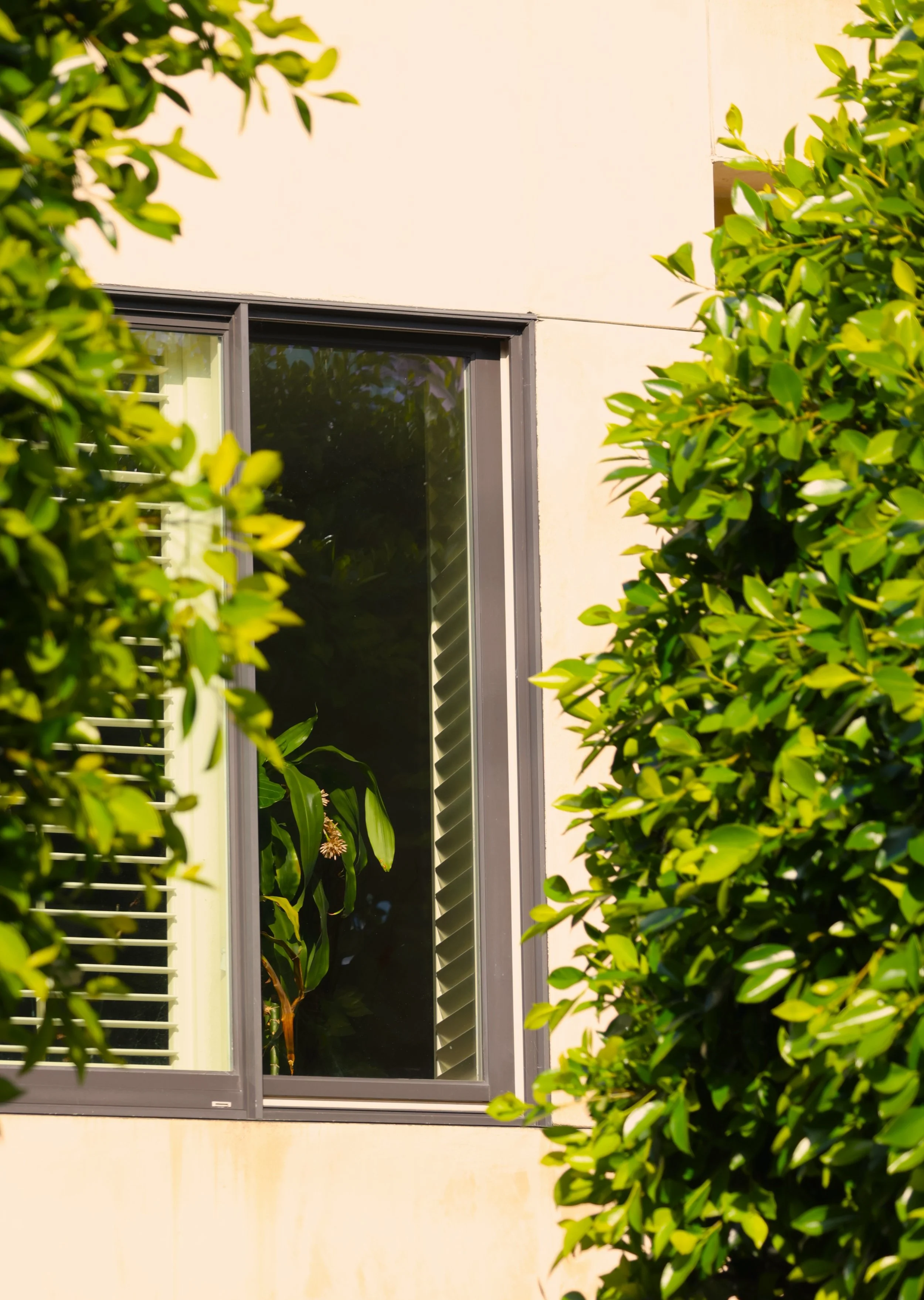 Plants in Other Peoples' Windows #17