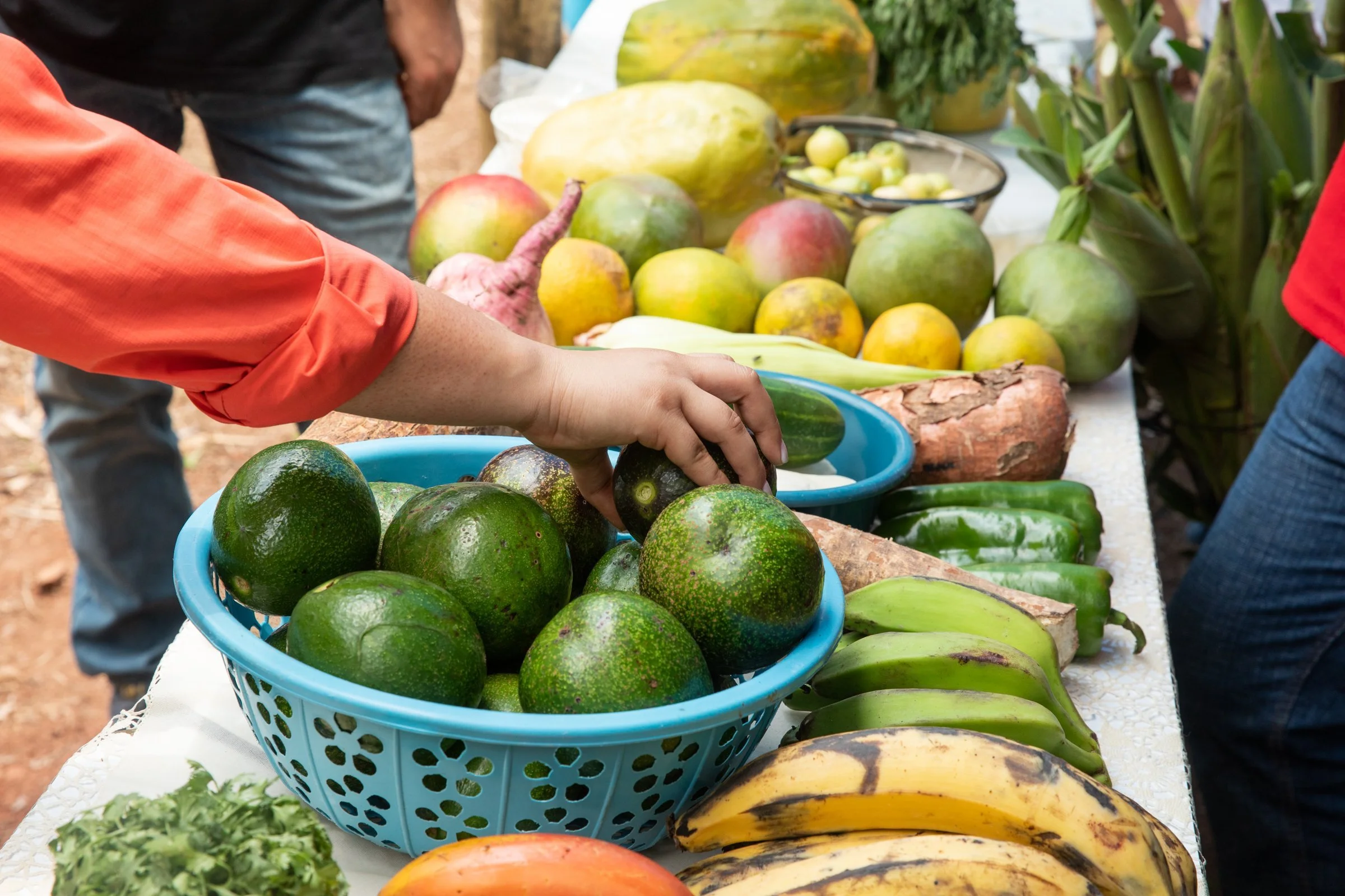 hand-reaching-avocado-produce-tropical-banana-organic-honduras.jpeg