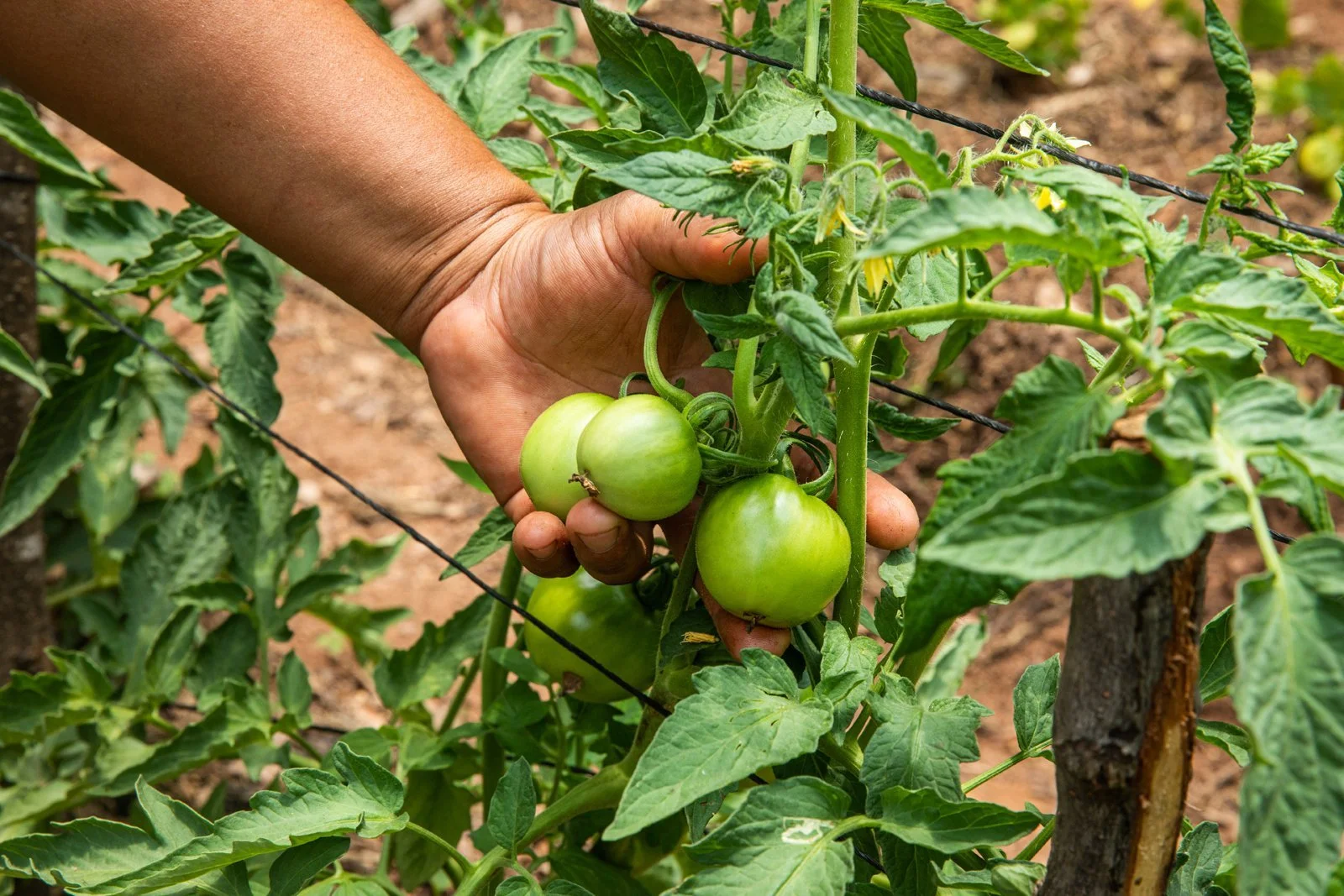 hand-holding-tomatoes-gardener-farmer-green-crops-organic-honduras.jpeg