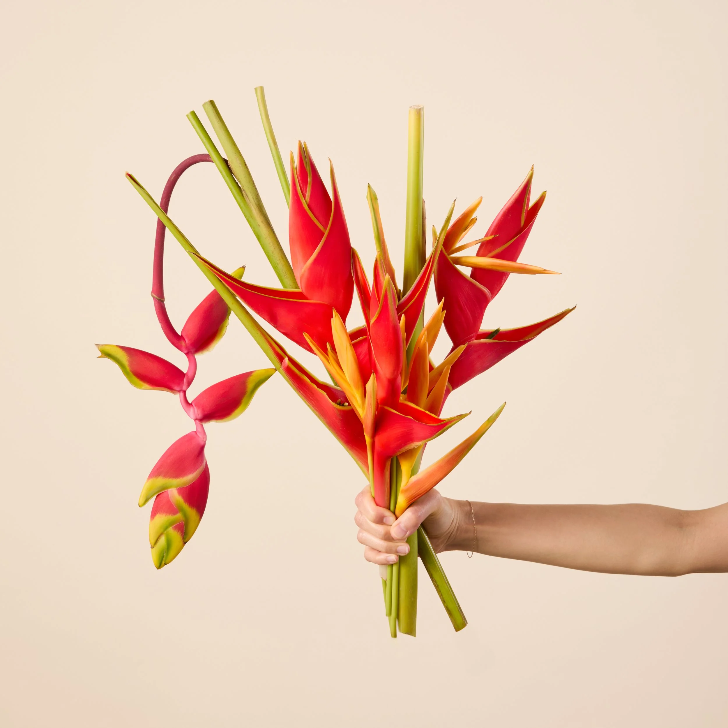 SUM26_TropicalHeliconia_HH_180_RT.jpg