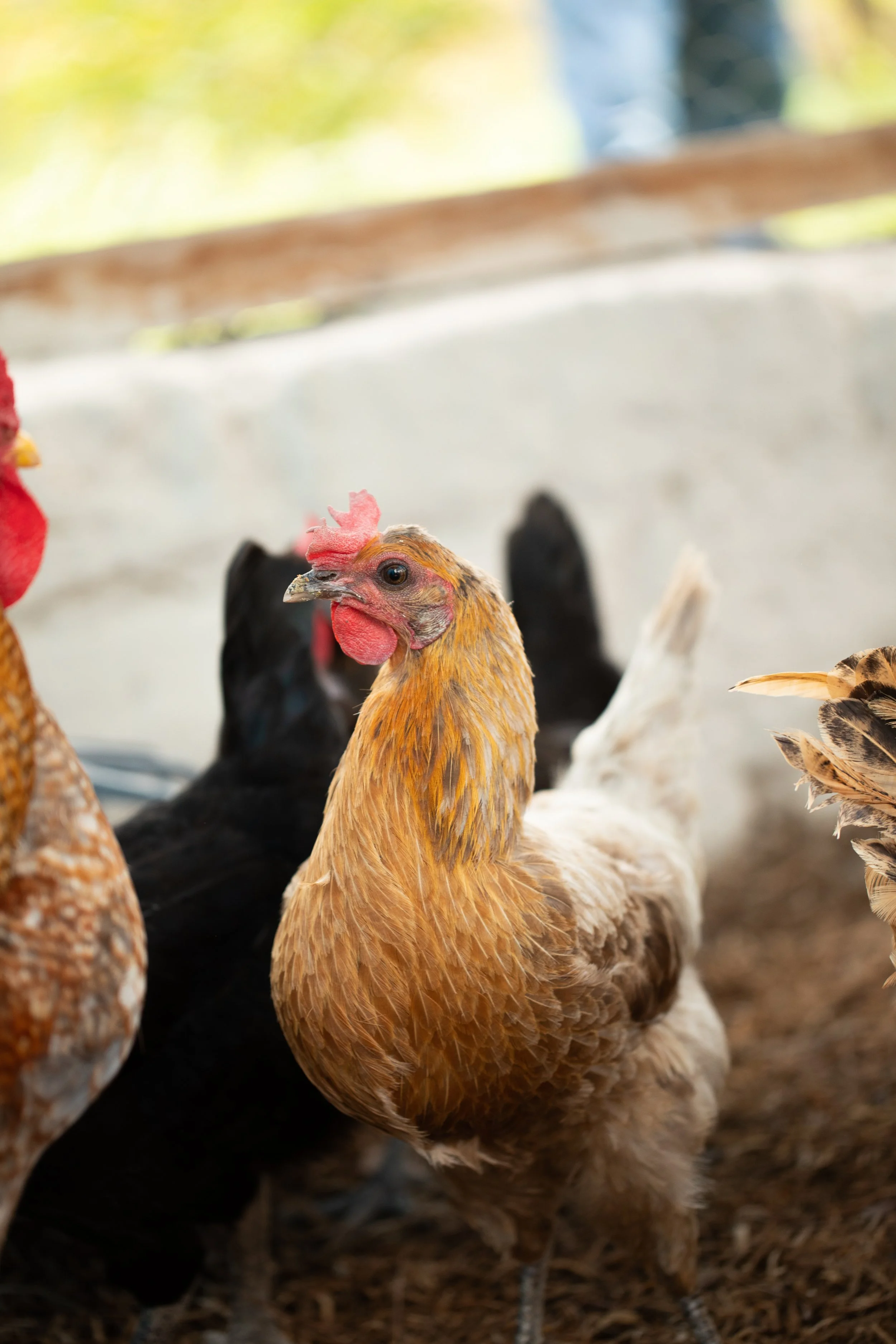 chicken-coop-chickens-red-farm-honduras.jpeg