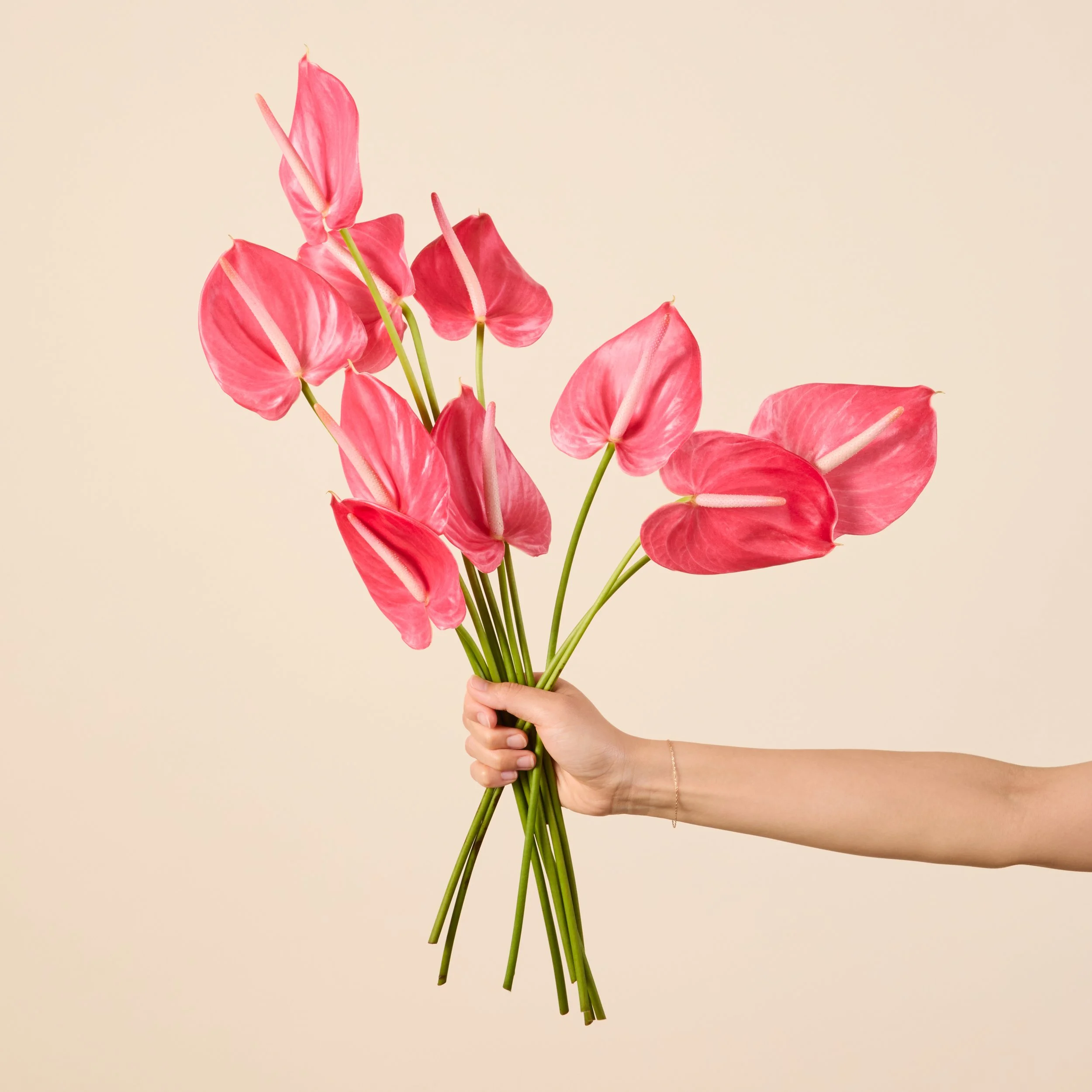 SUM26_PinkParadiseAnthurium_HH_216_RT.jpg