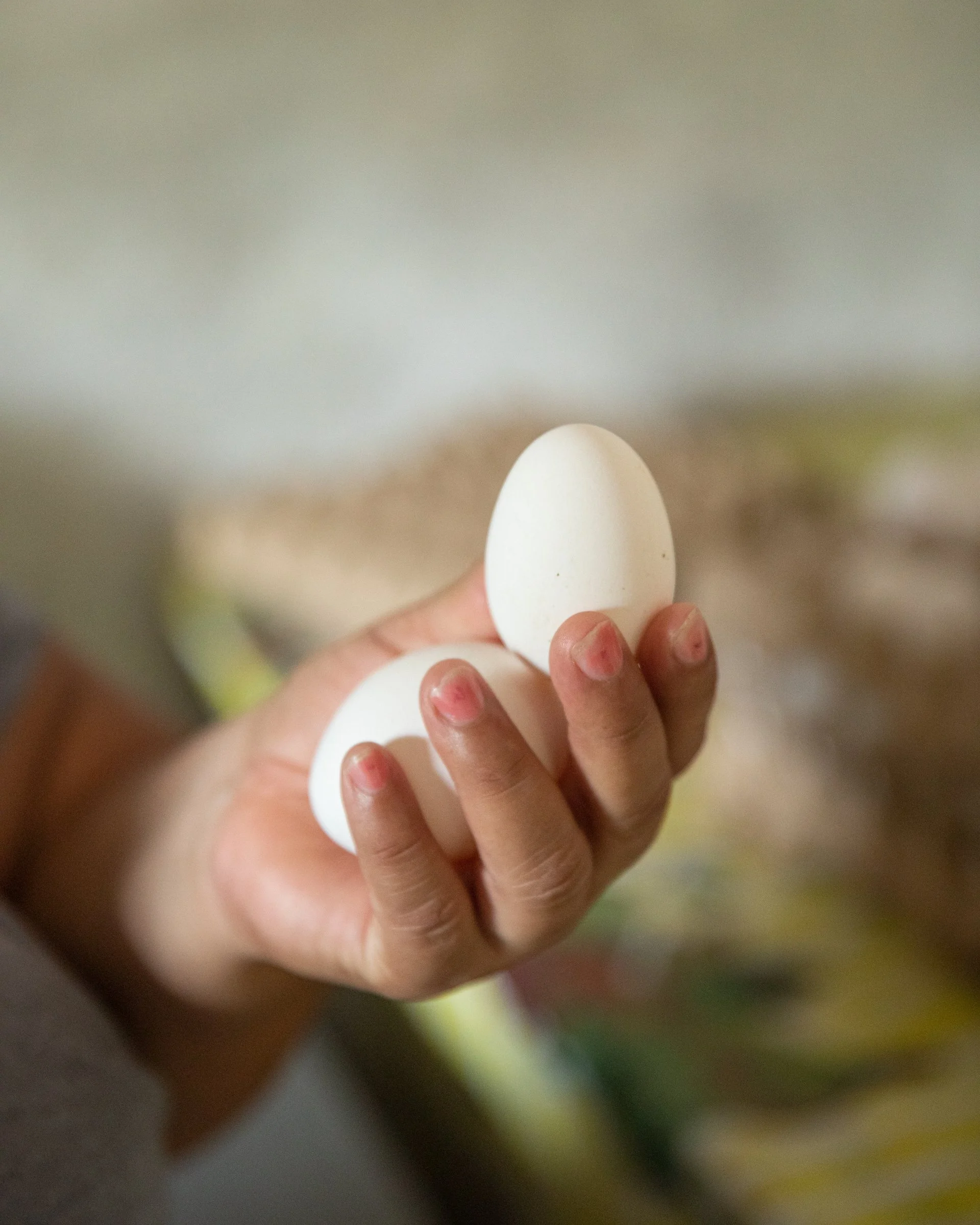 hand-holding-eggs-chickens-microbusines-honduras.jpeg