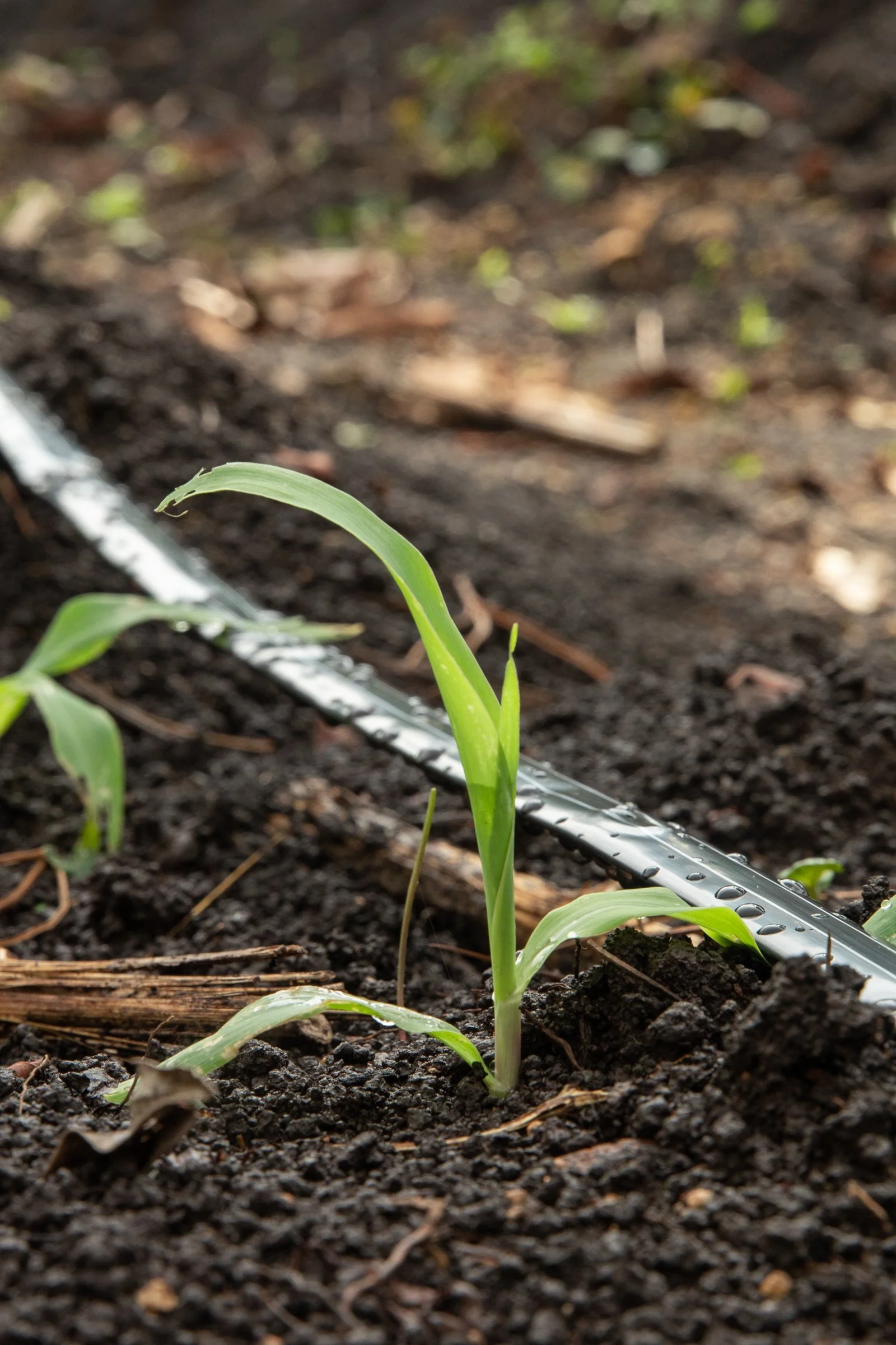 corn-maize-sprout-irrigation-field-honduras.jpeg