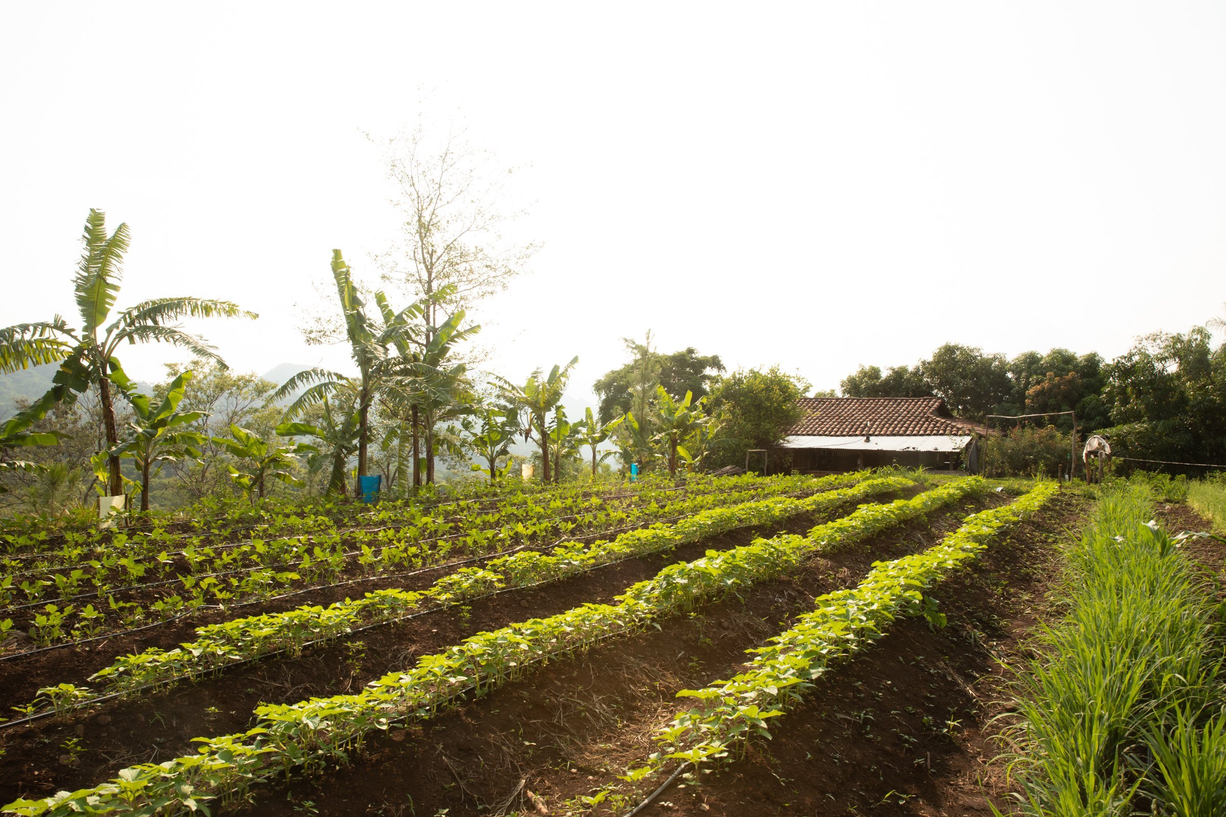 home-garden-farm-family-tropical-crops-rows-honduras.jpeg