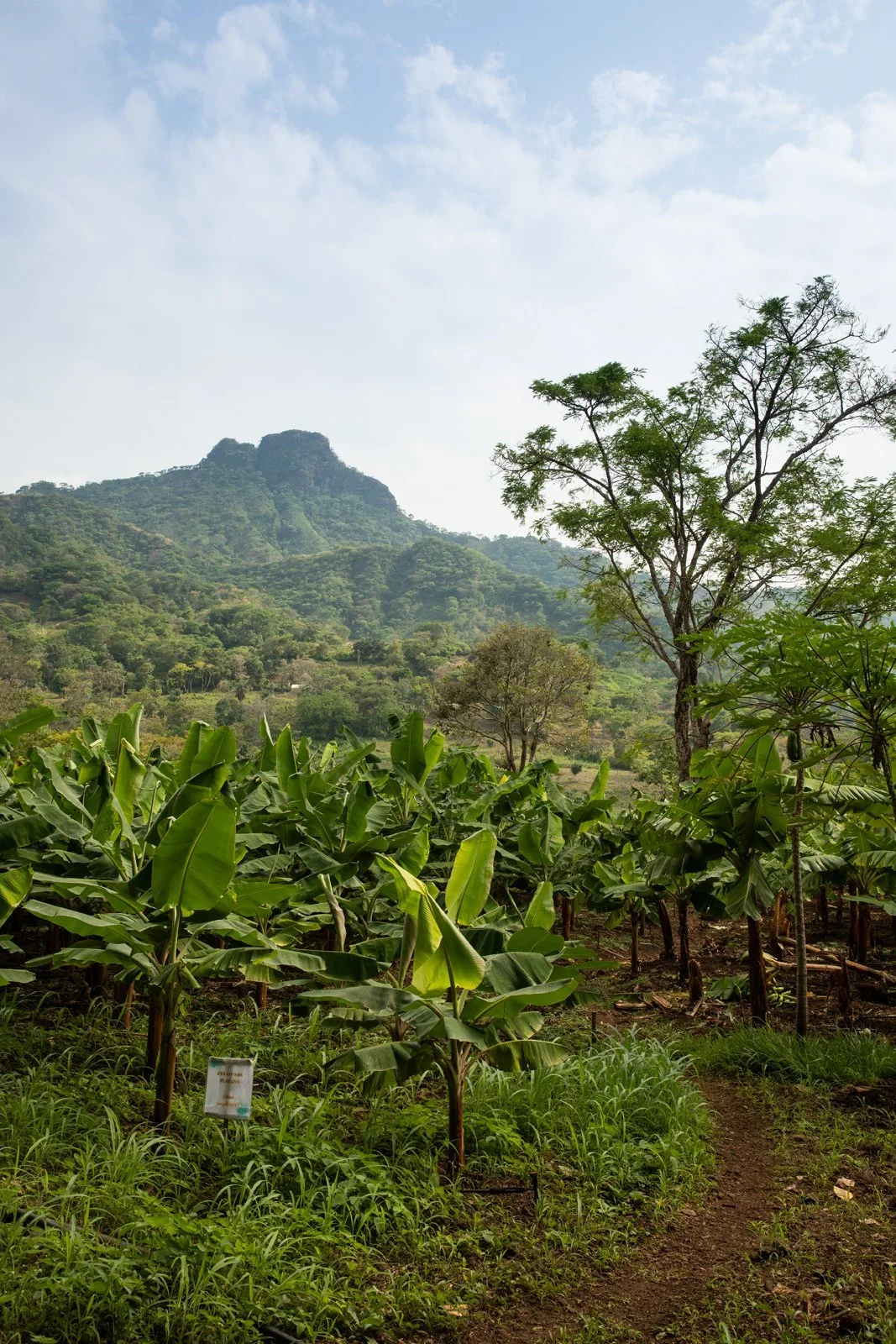 garden-mountains-rainforest-tropical-banana-tree-honduras.jpeg