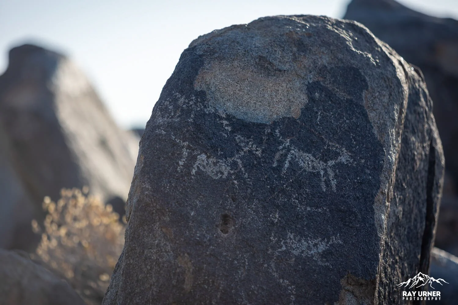 Saguaro-Signal-Hill-Petroglyphs 011.jpg