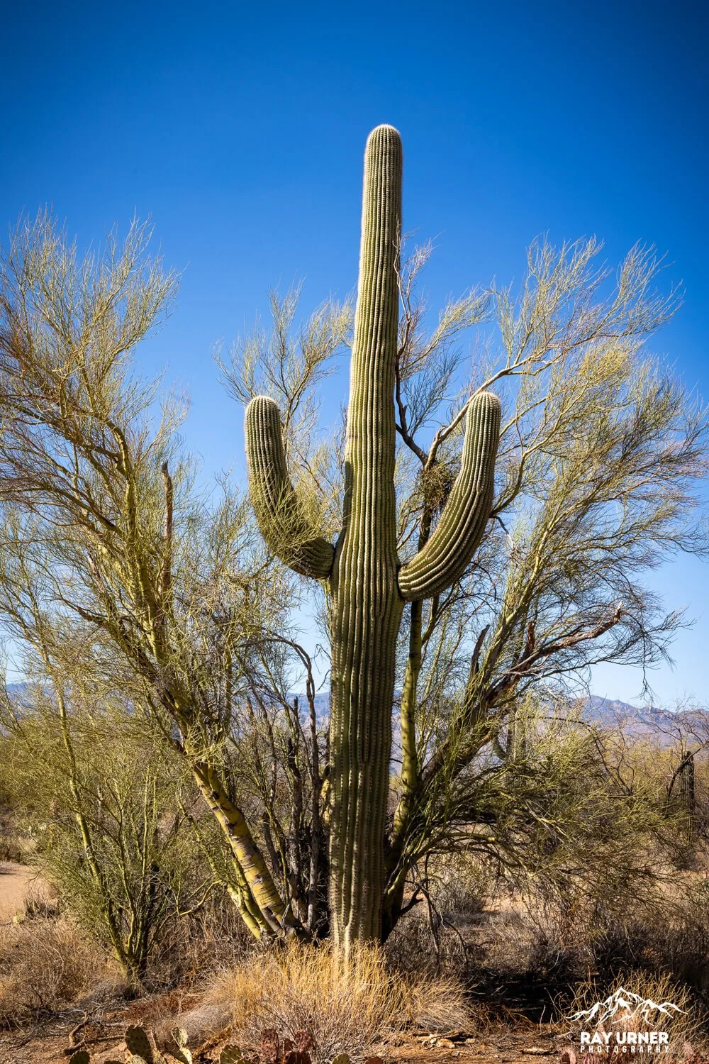 Saguaro-Mica-View-Picnic-Area-006.jpg
