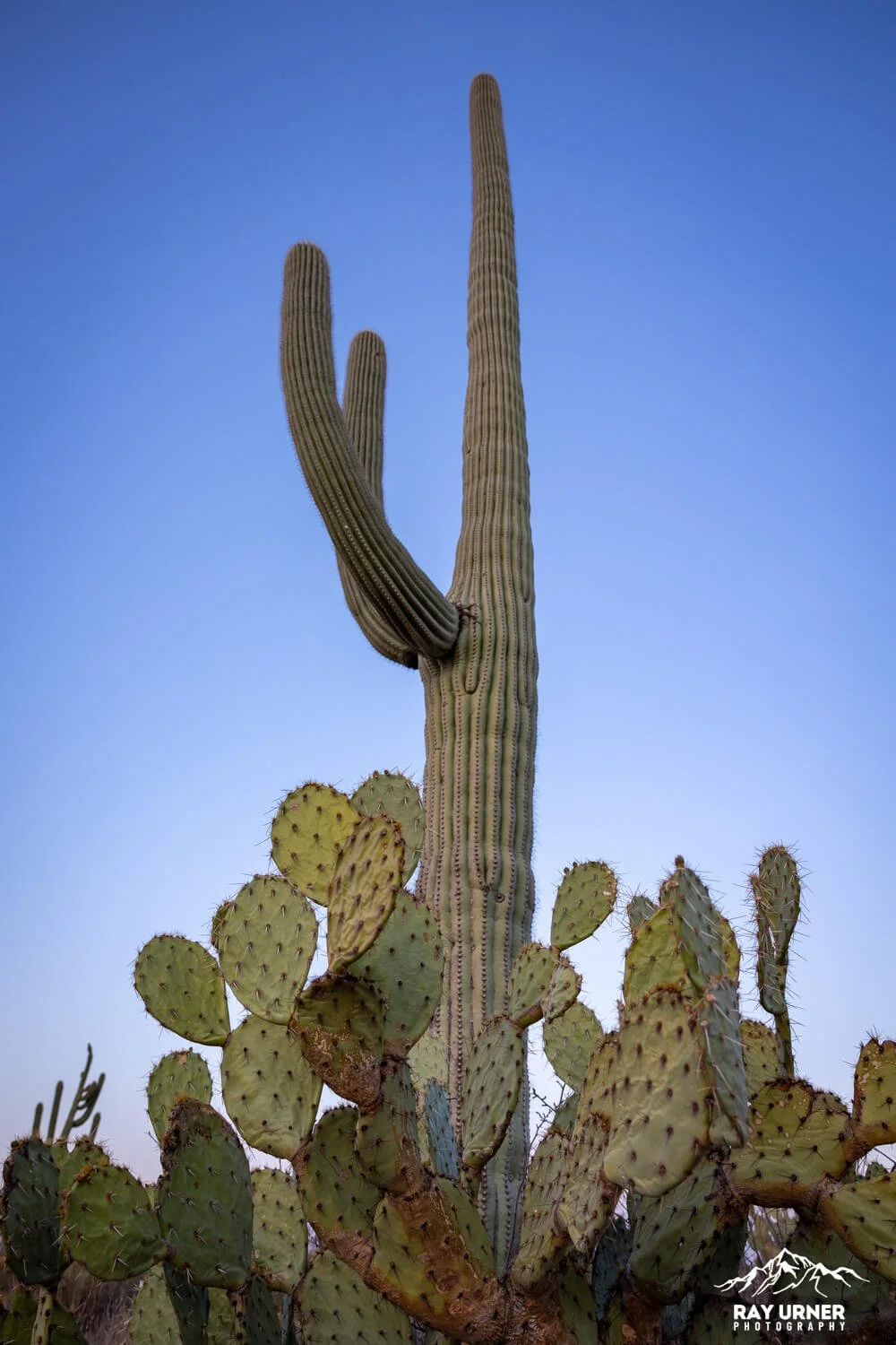Saguaro-Desert-Discovery-Nature-Trail 014.jpg
