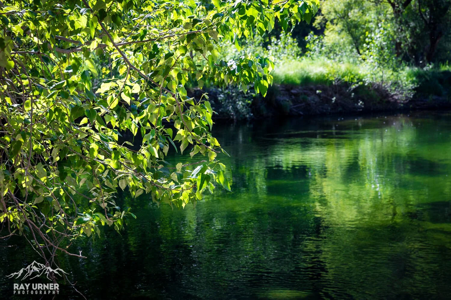 Green leafy tree over a calm river in a natural setting with sunlight filtering through the leaves.