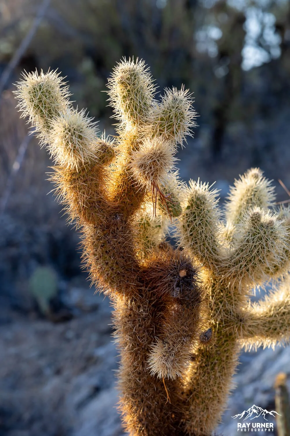 Saguaro-Javelina-Rocks-Overlook-010.jpg