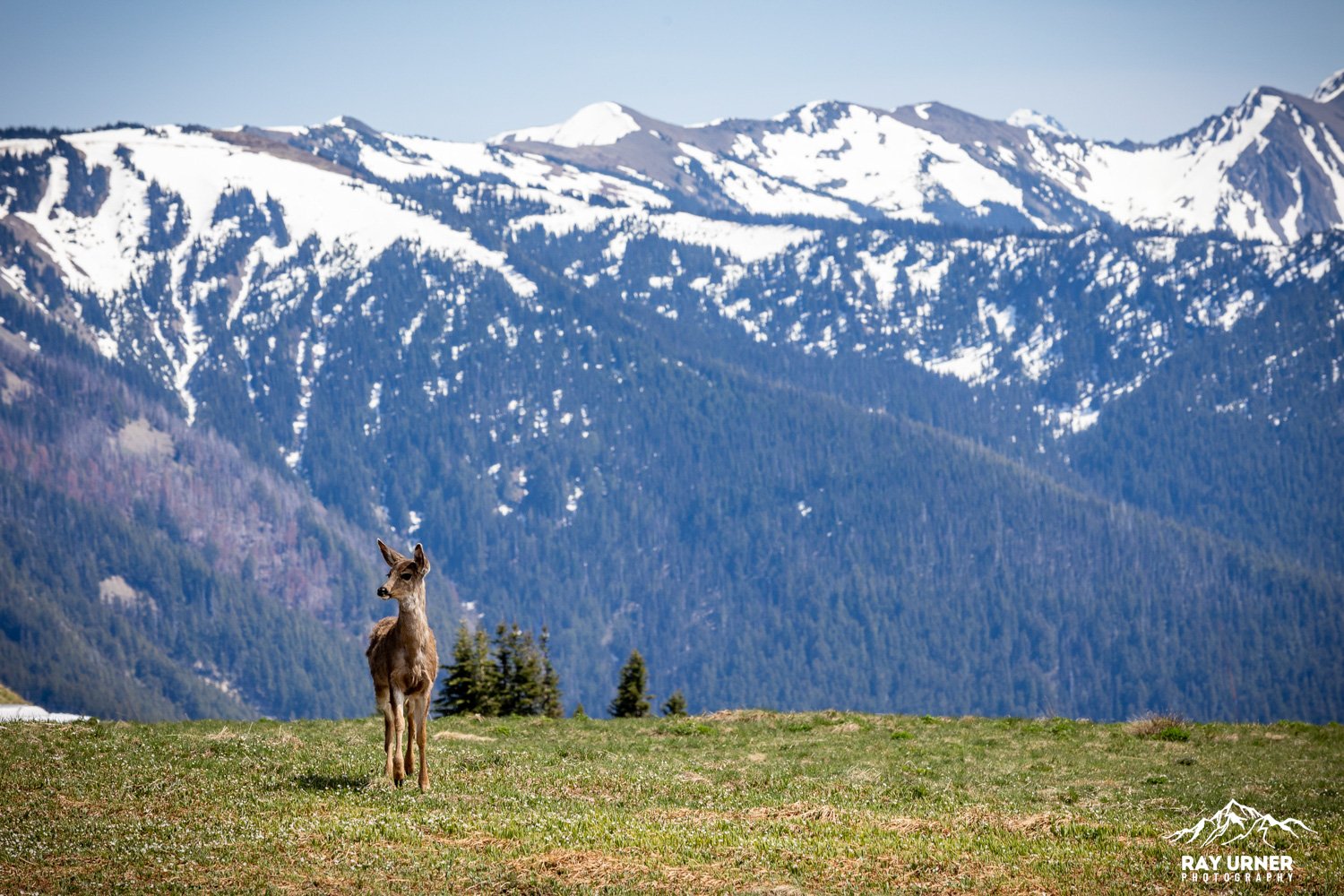 Hurricane-Ridge-Olympic-010.jpg