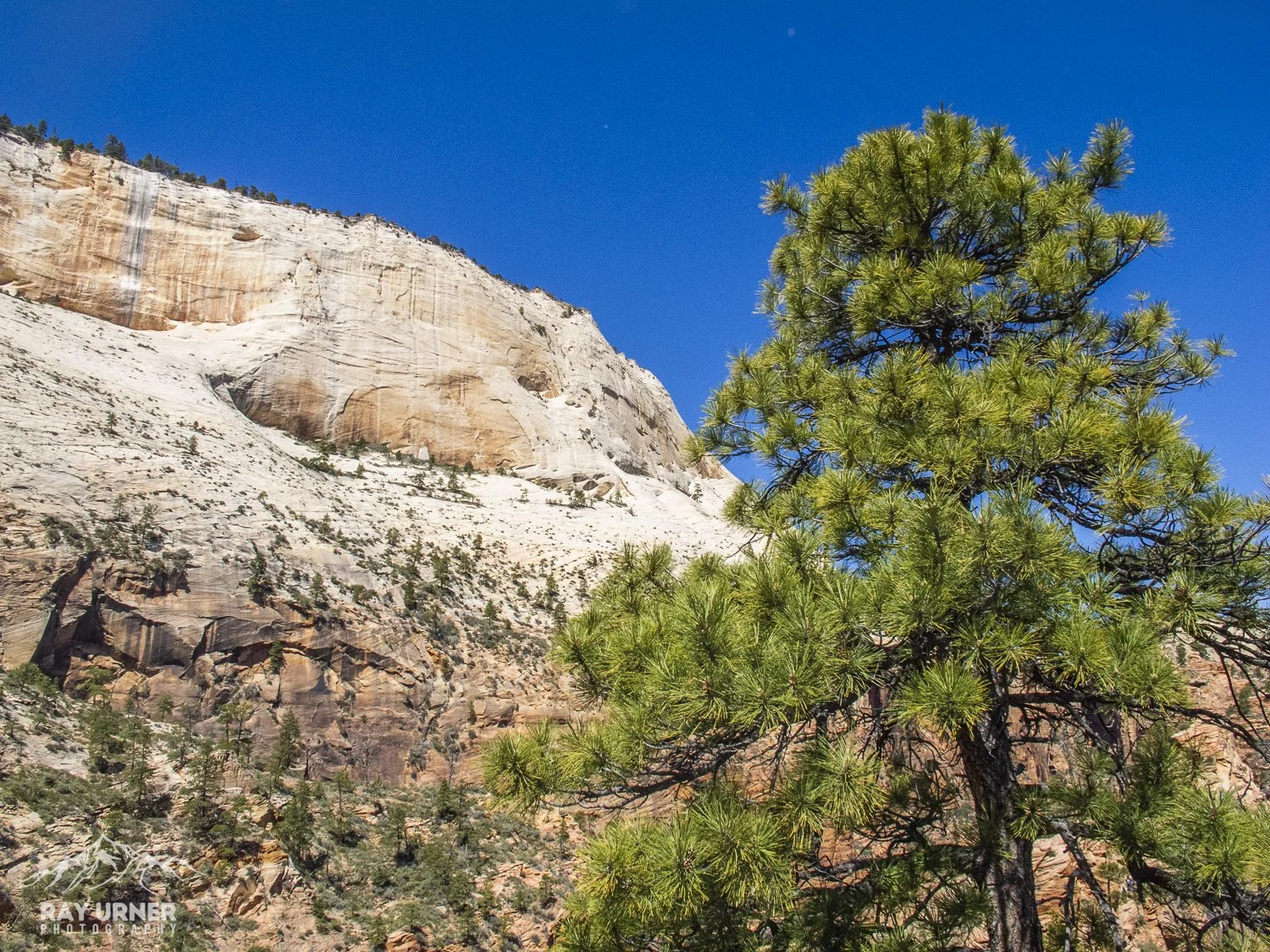 A green pine tree in the foreground with a rocky, mountainous landscape and a clear blue sky in the background.