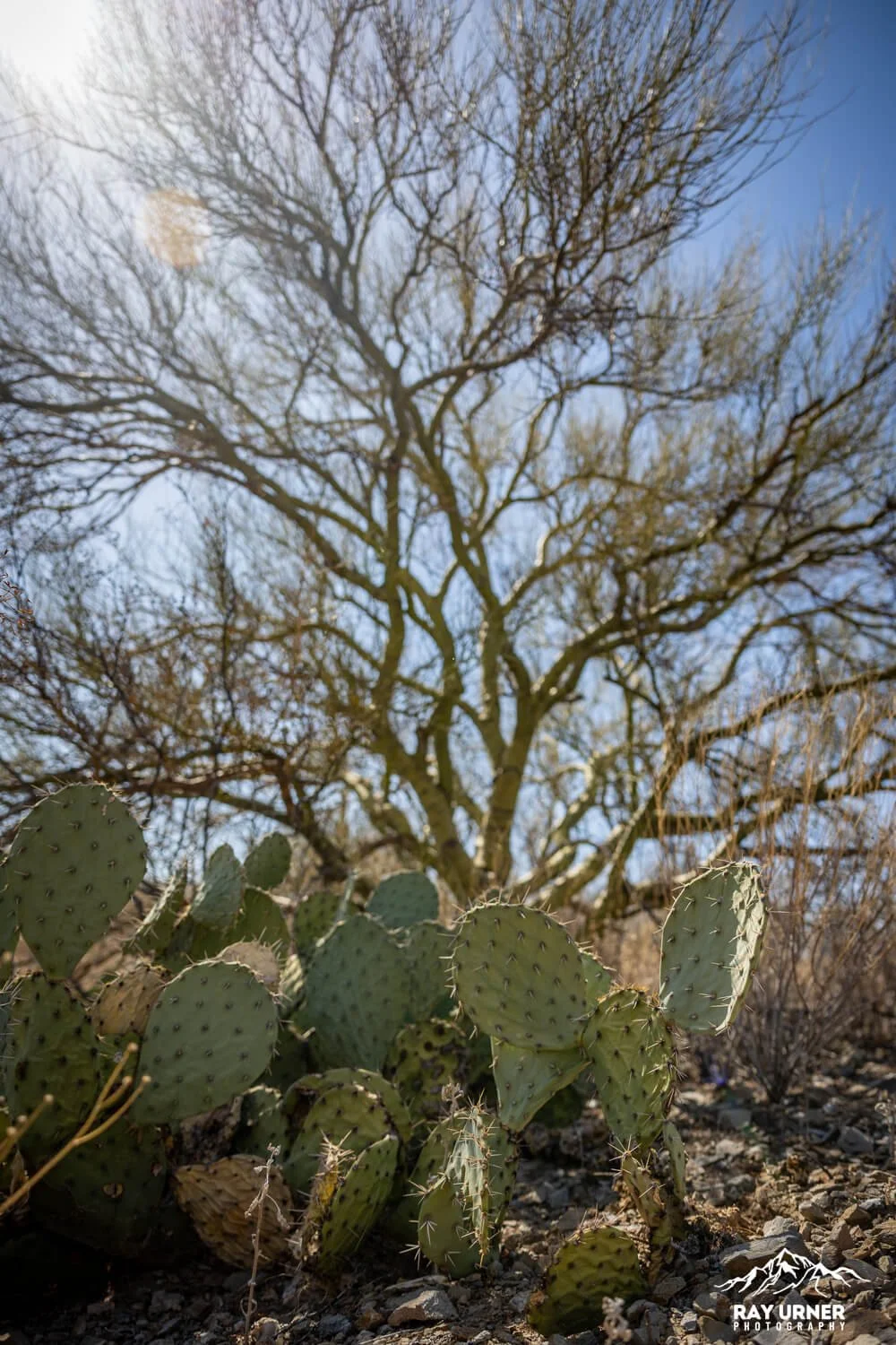 Saguaro-Future-Generations-Overlook-004.jpg