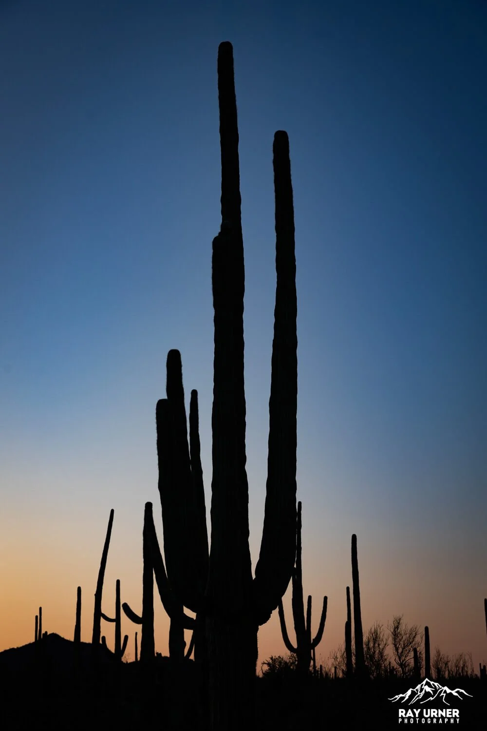 Saguaro-Desert-Discovery-Nature-Trail 008.jpg