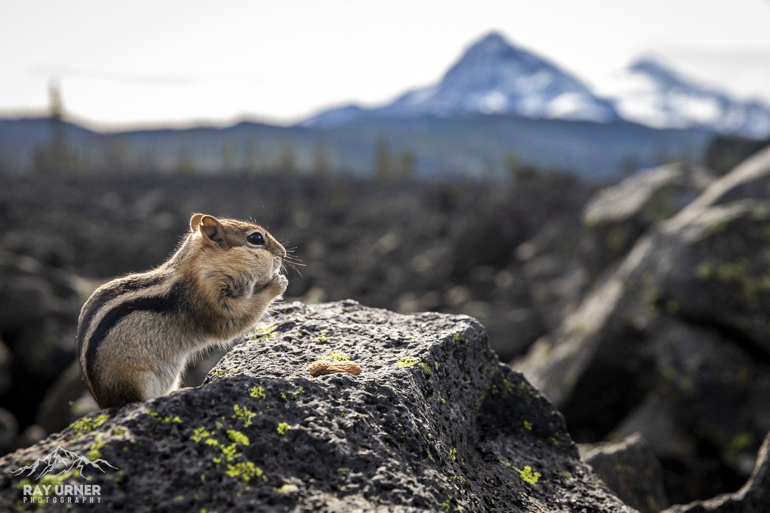 Golden-Mantled-Ground-Squirrel-003.jpg