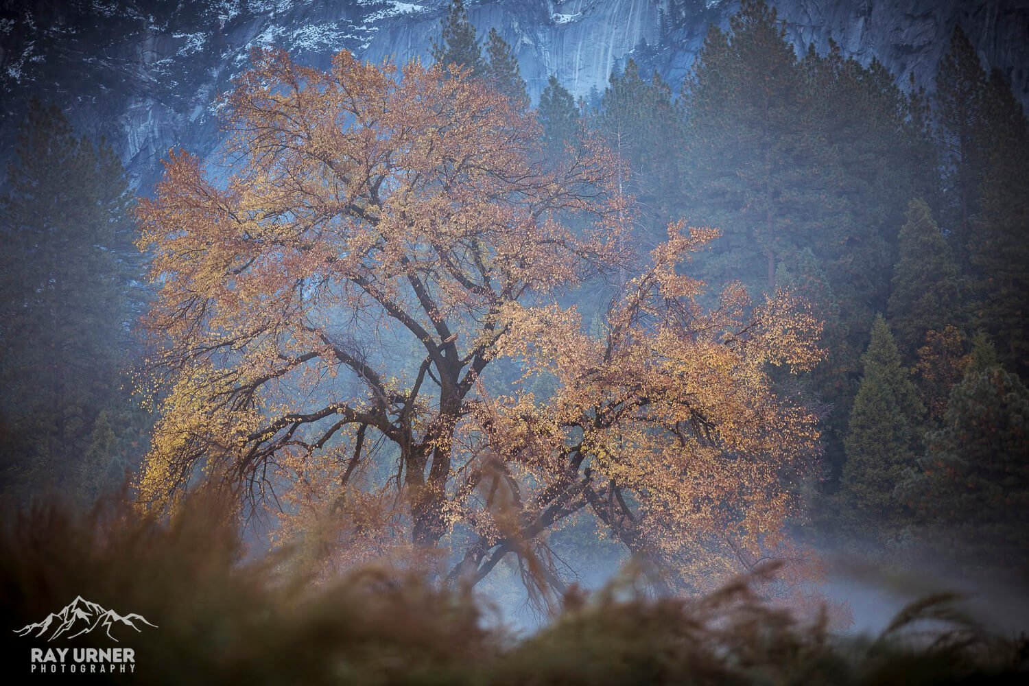 Yosemite-Elm-Tree-Half-Dome-Sunrise-001.jpg