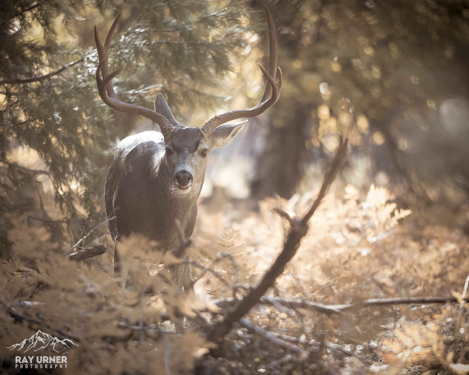 Mule-Deer-Yosemite-001.jpg