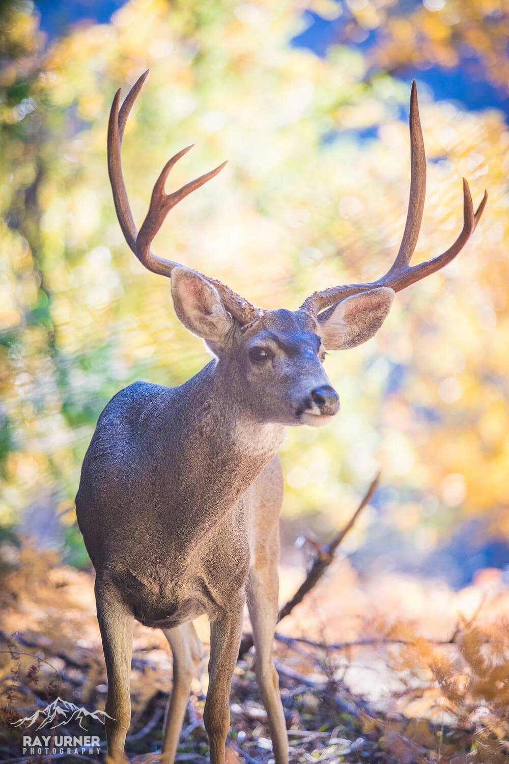 Mule-Deer-Yosemite-005.jpg