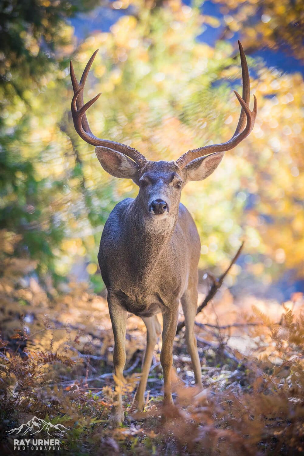 Mule-Deer-Yosemite-006.jpg