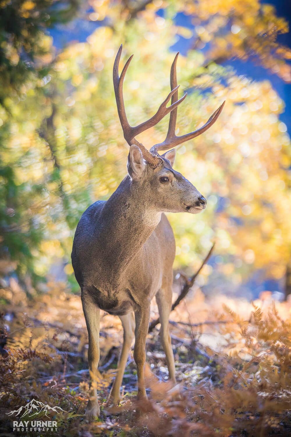 Mule-Deer-Yosemite-007.jpg