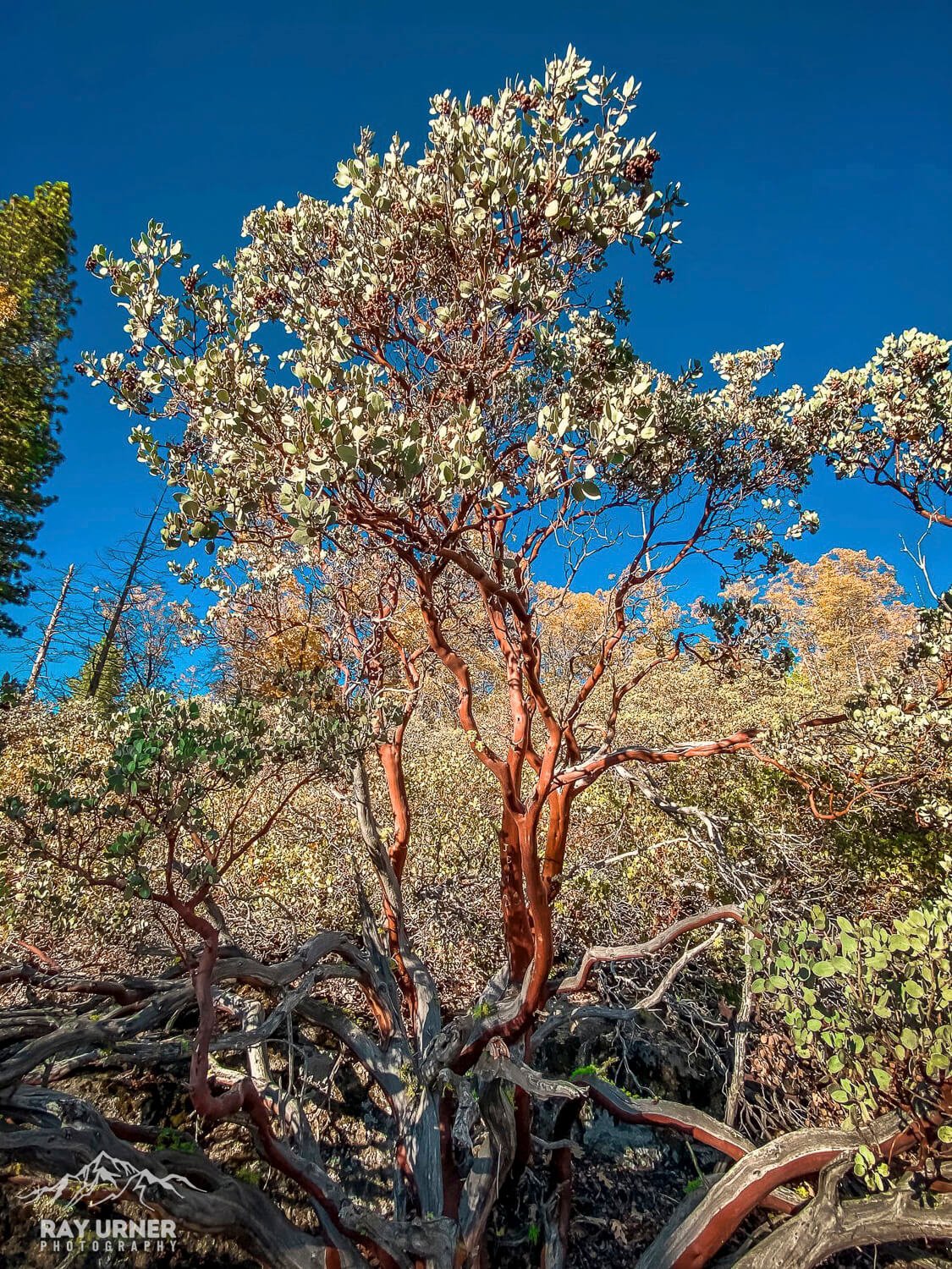 Mariposa-Grove-Giant-Sequoias-Manzanita.jpg