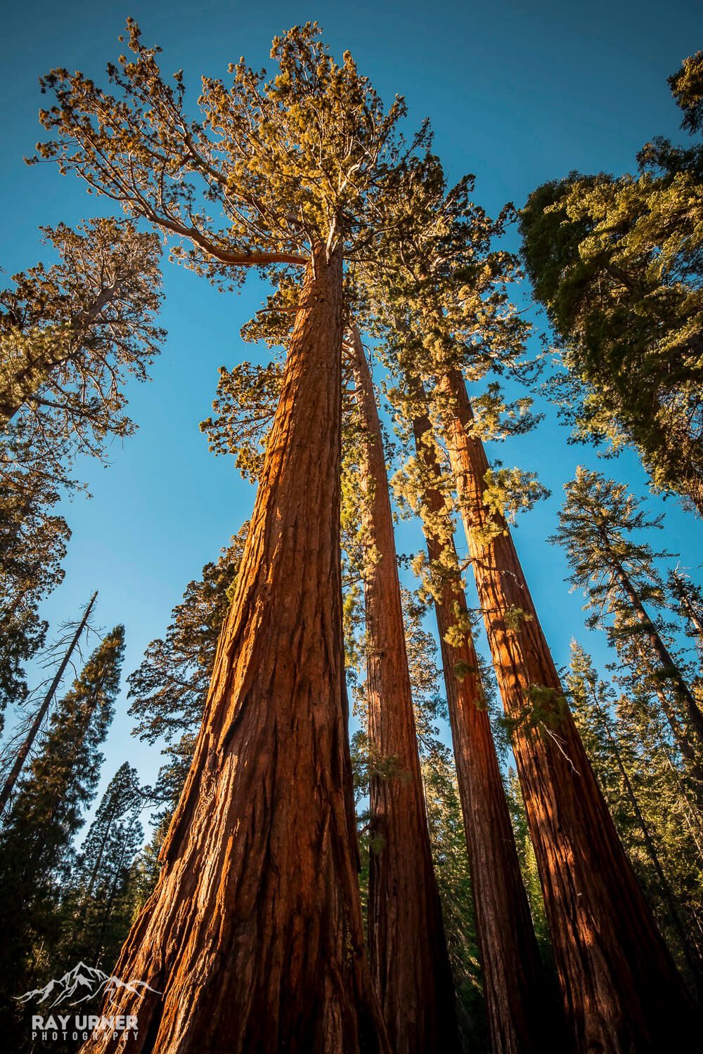 Mariposa-Grove-Giant-Sequoias-003.jpg