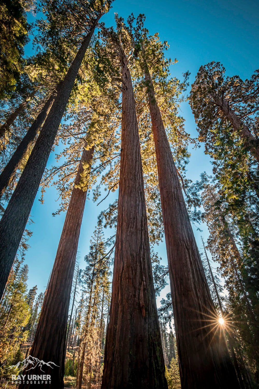 Mariposa-Grove-Giant-Sequoias-005.jpg