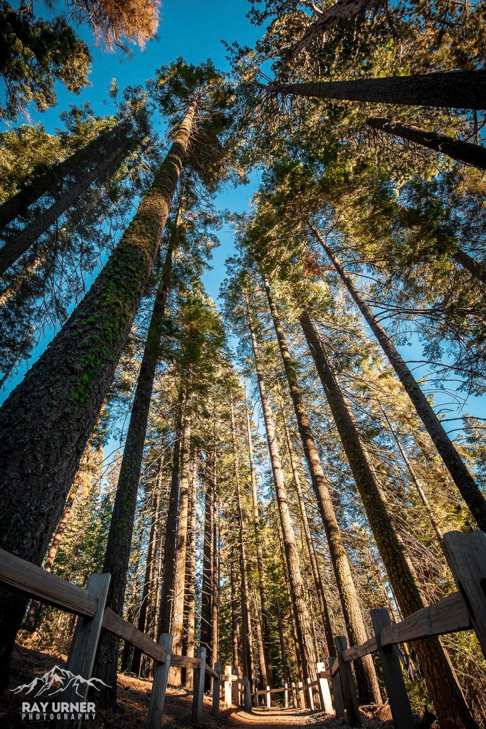 Mariposa-Grove-Giant-Sequoias-006.jpg