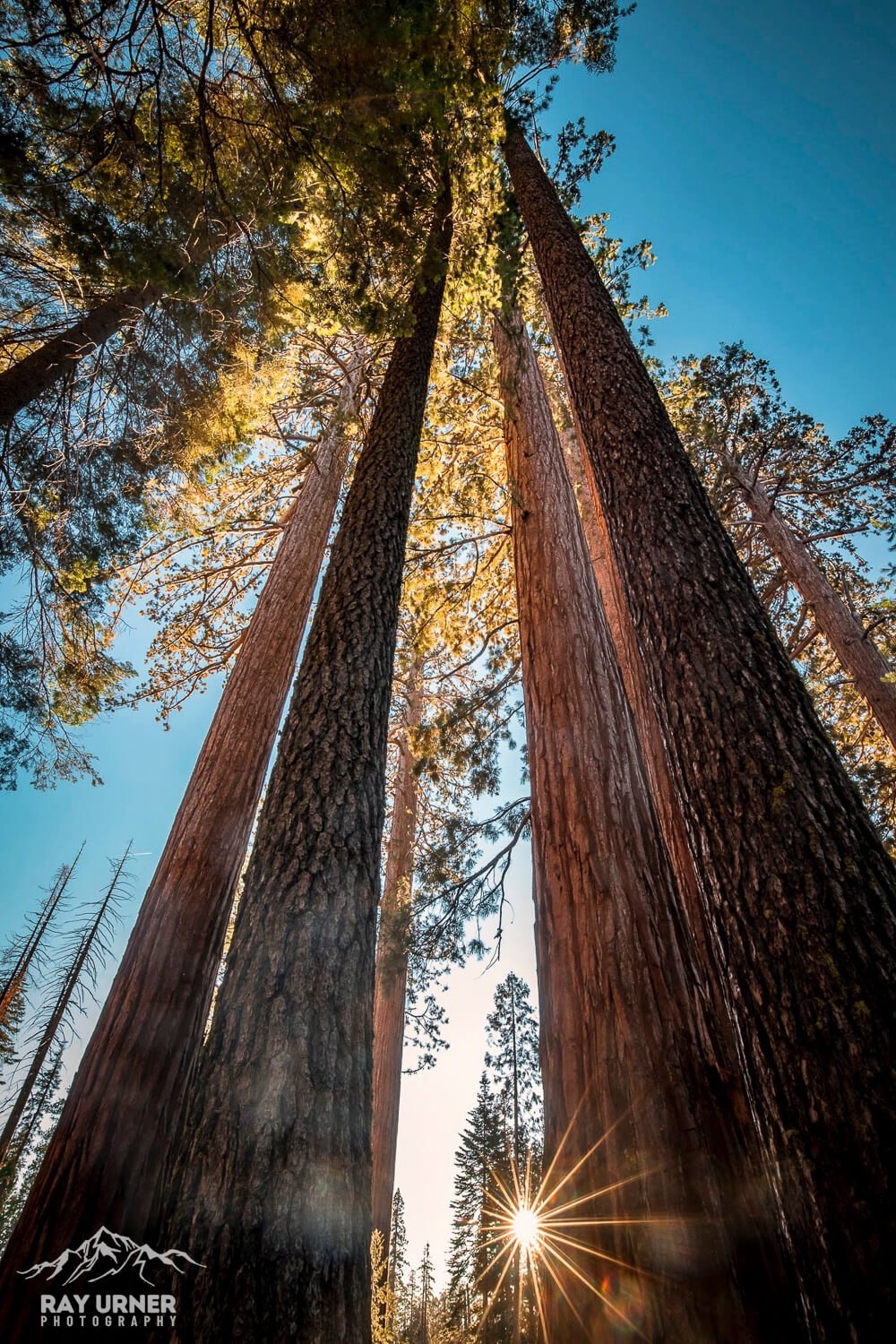 Mariposa-Grove-Giant-Sequoias-007.jpg