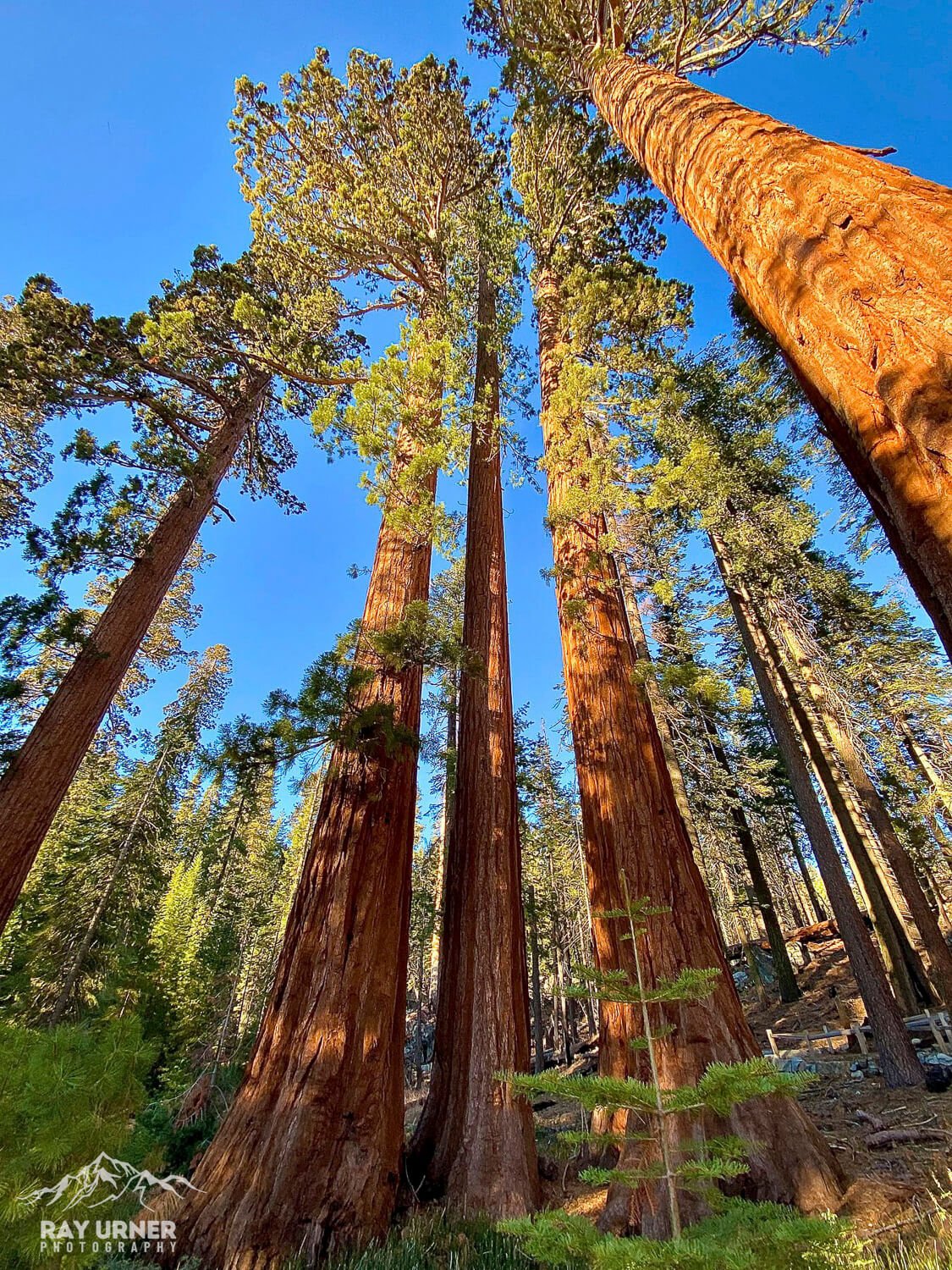Mariposa-Grove-Giant-Sequoias-011.jpg