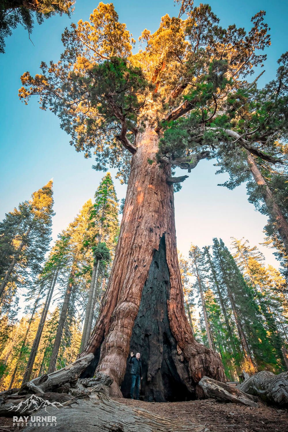 Mariposa-Grove-Giant-Sequoias-Grizzly-Giant-3.jpg