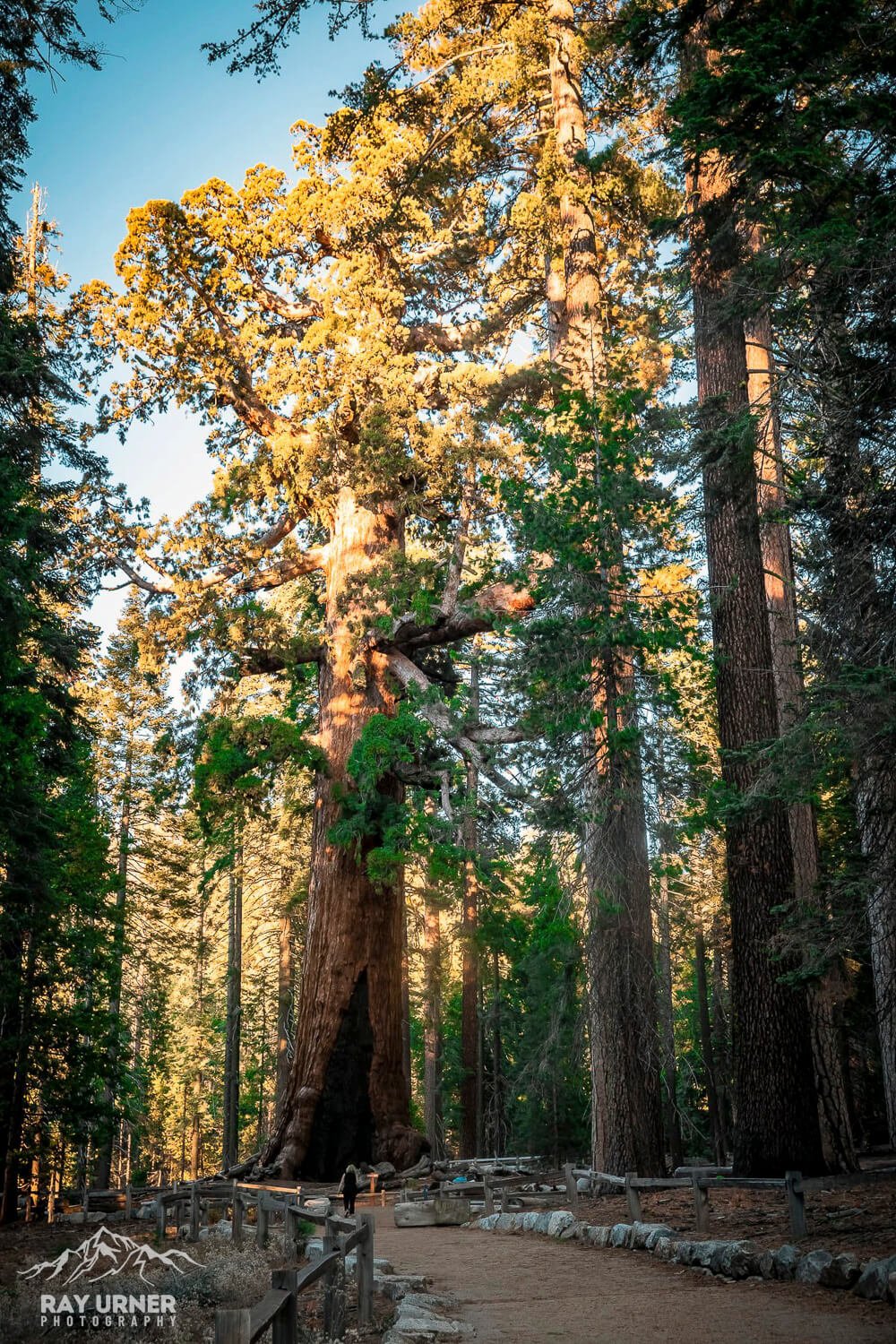 Mariposa-Grove-Giant-Sequoias-Grizzly-Giant-1.jpg