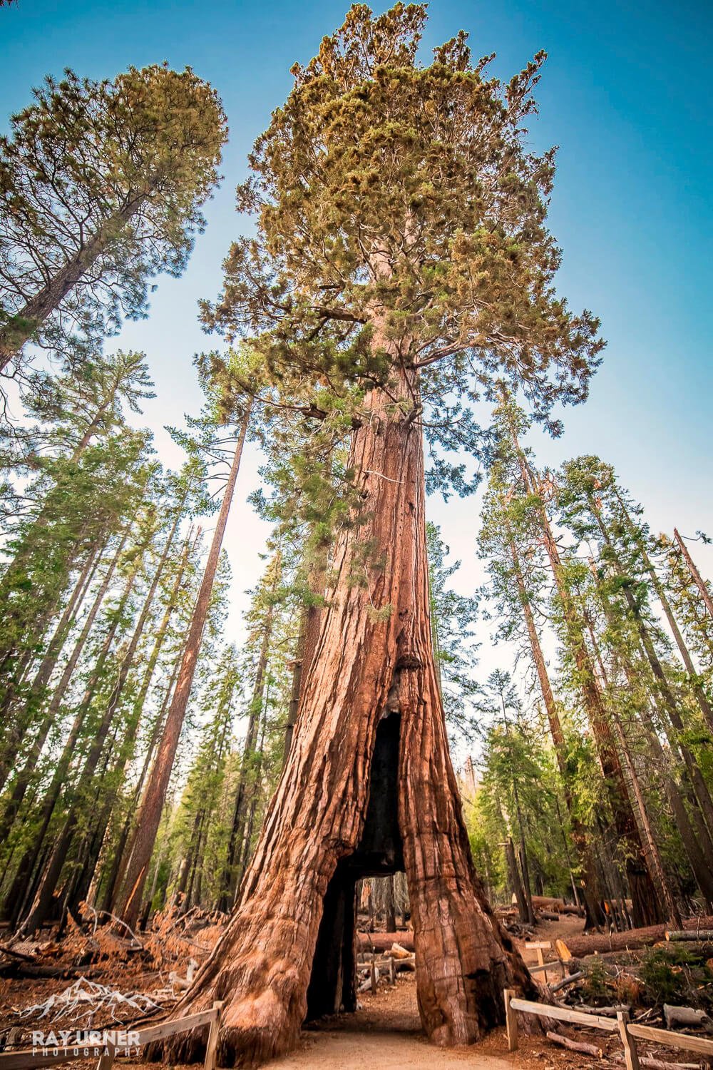 Mariposa-Grove-Giant-Sequoias-California-Tunnel-Tree-3.jpg