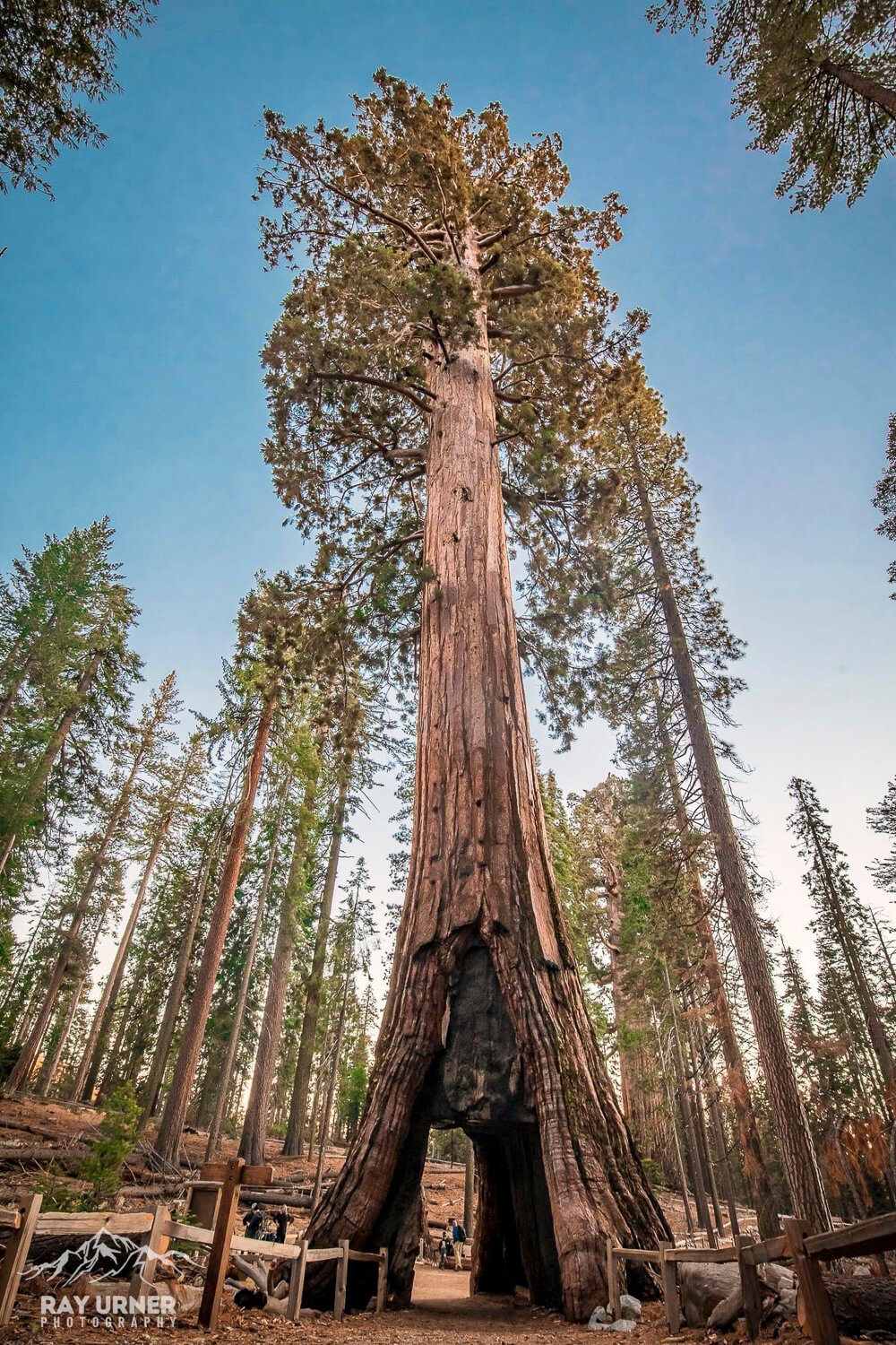 Mariposa-Grove-Giant-Sequoias-California-Tunnel-Tree-1.jpg