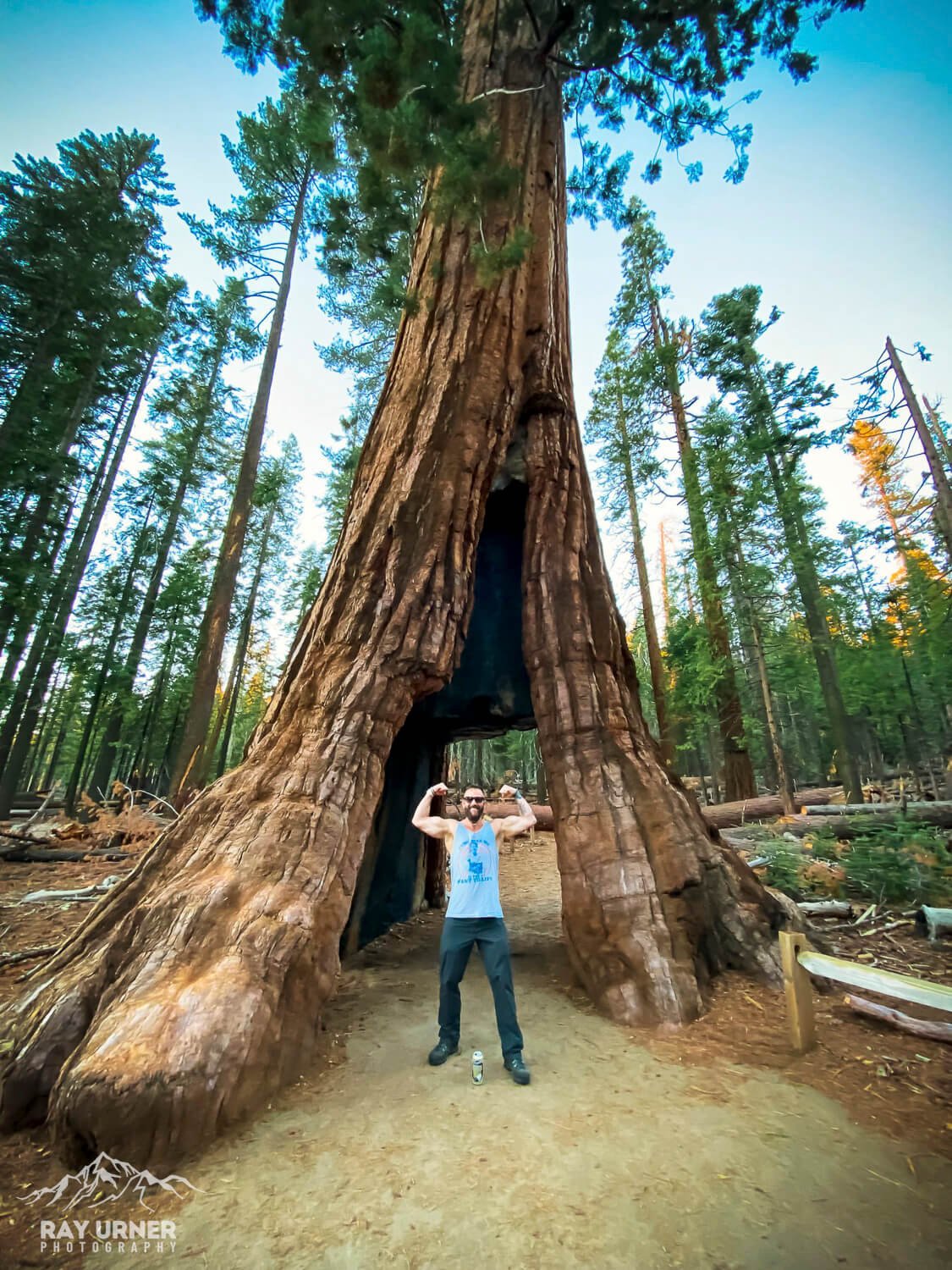 Mariposa-Grove-Giant-Sequoias-California-Tunnel-Tree-4.jpg