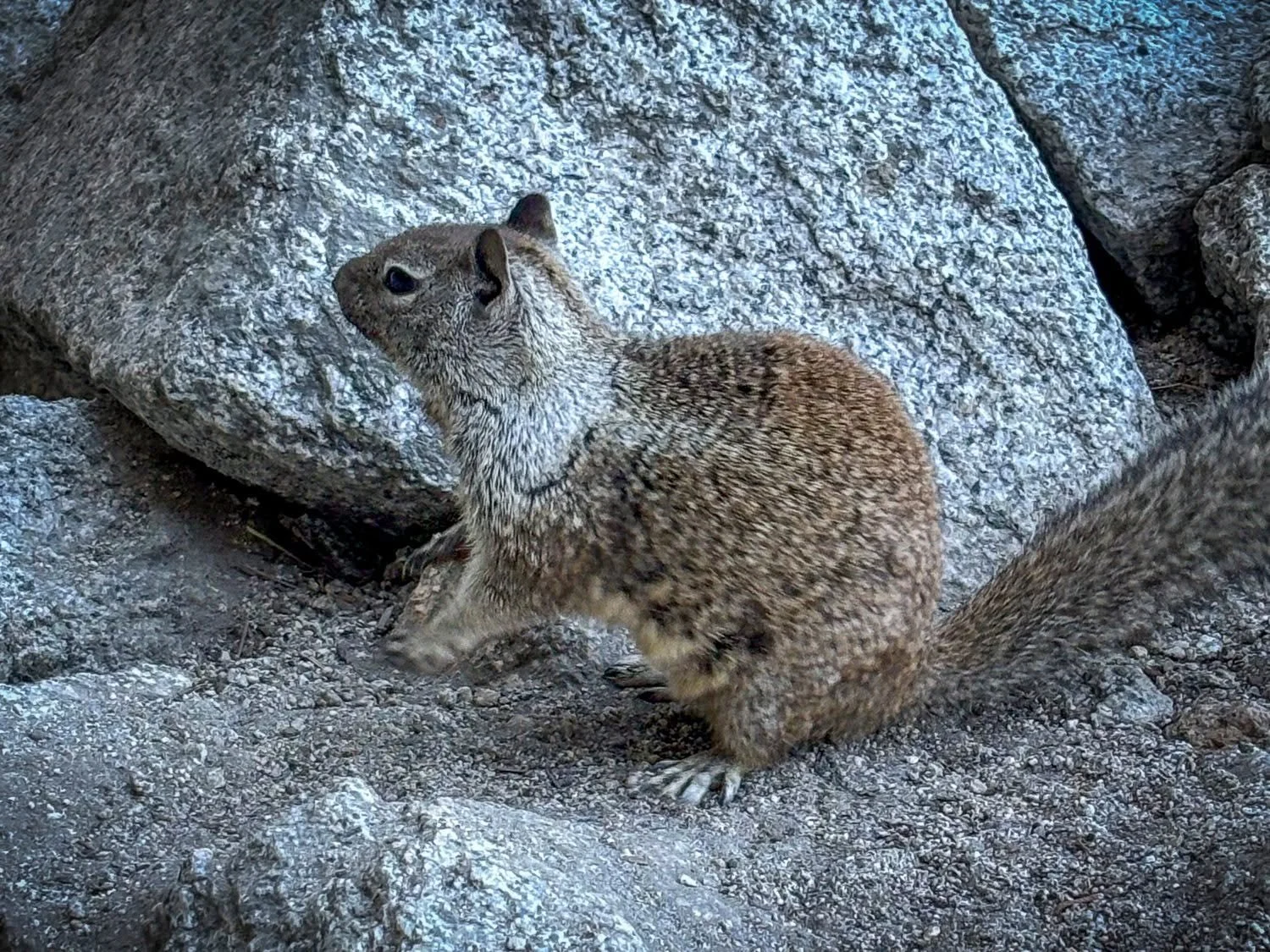 Yosemite-National-Park-Squirrel.jpg