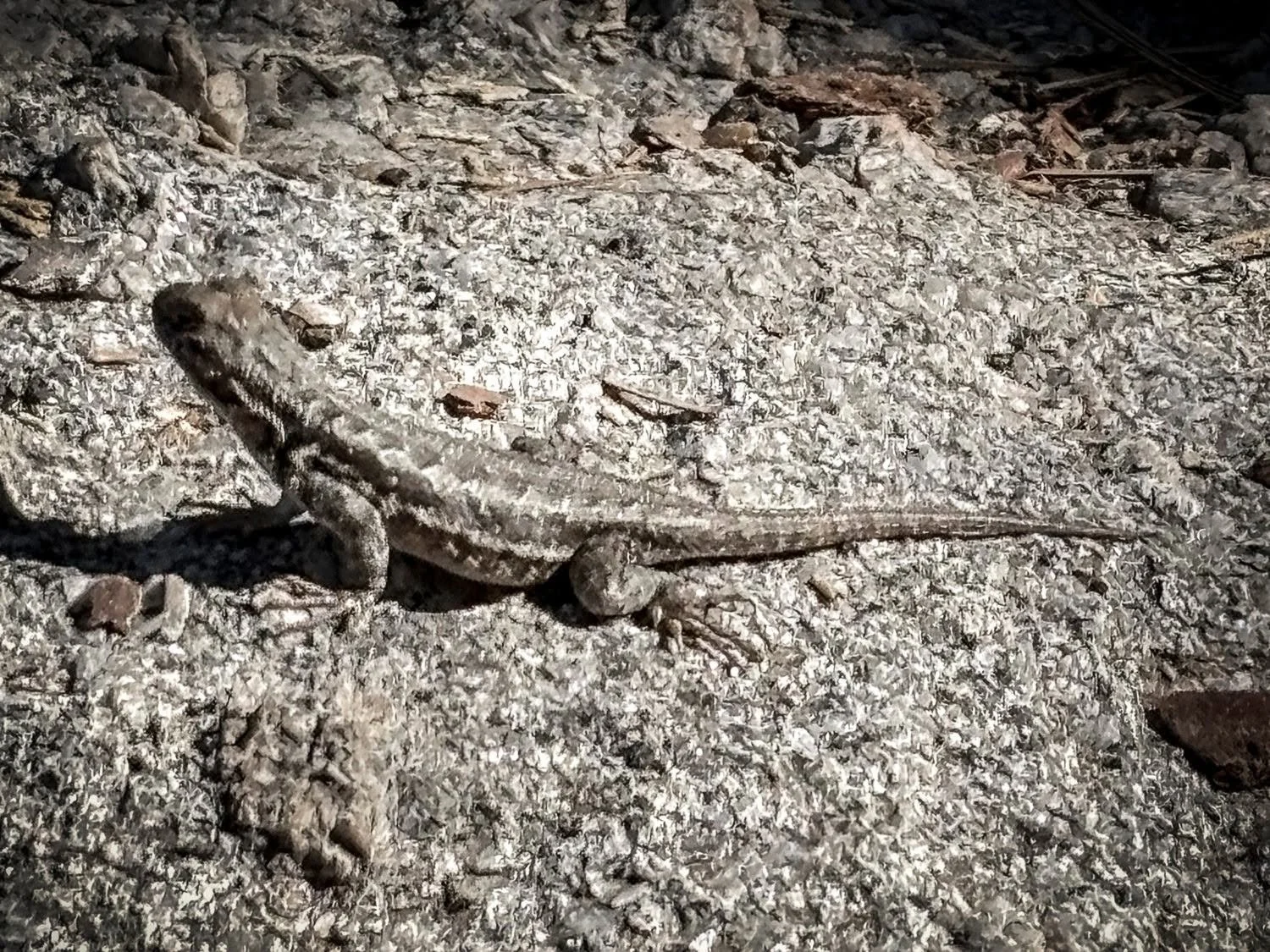 Yosemite-National-Park-Lizard.jpg