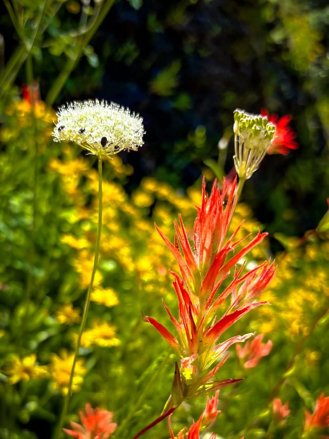 Yosemite-National-Park-Wildflowers-JMT.JPG